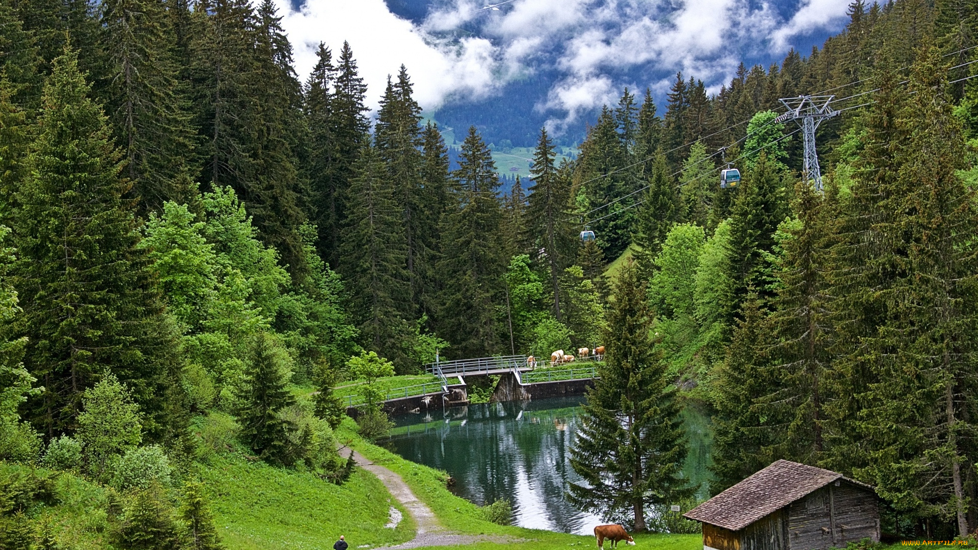 природа, лес, коровы, долина, трава, тропинка, гриндельвальд, водоём, деревья, подъёмник, grindelwald, облака, высота, зелень, склон, горы, швейцария