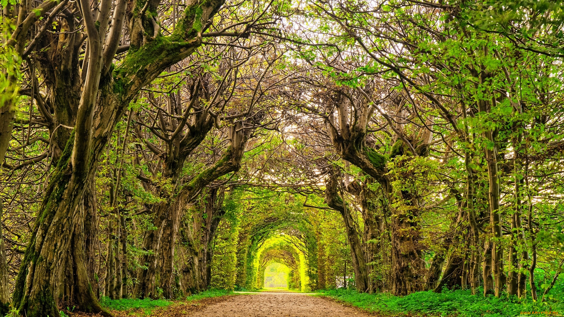 природа, парк, деревья, дорога, арка, аллея
