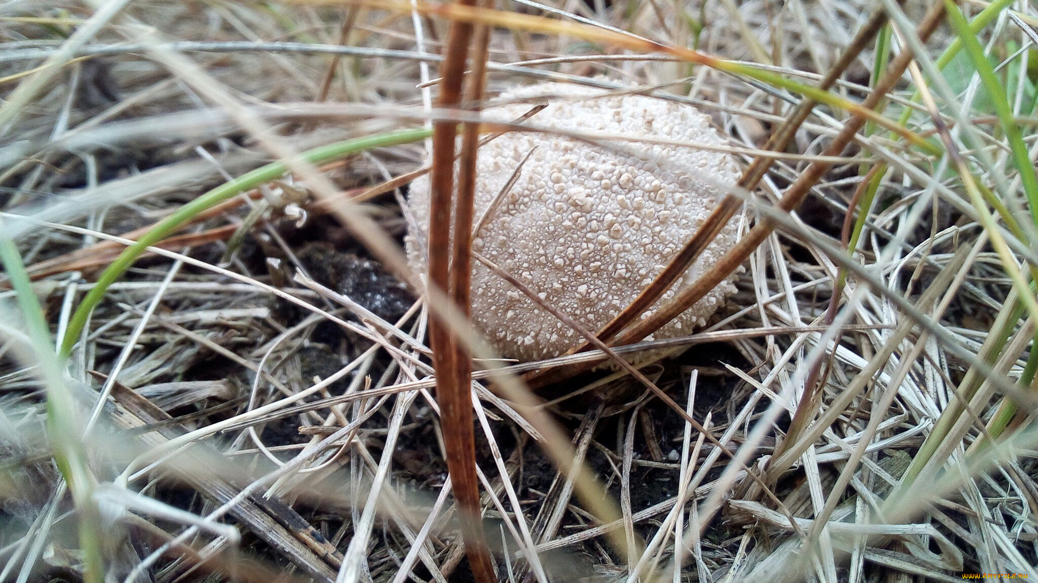 дождевик, природа, грибы, гриб