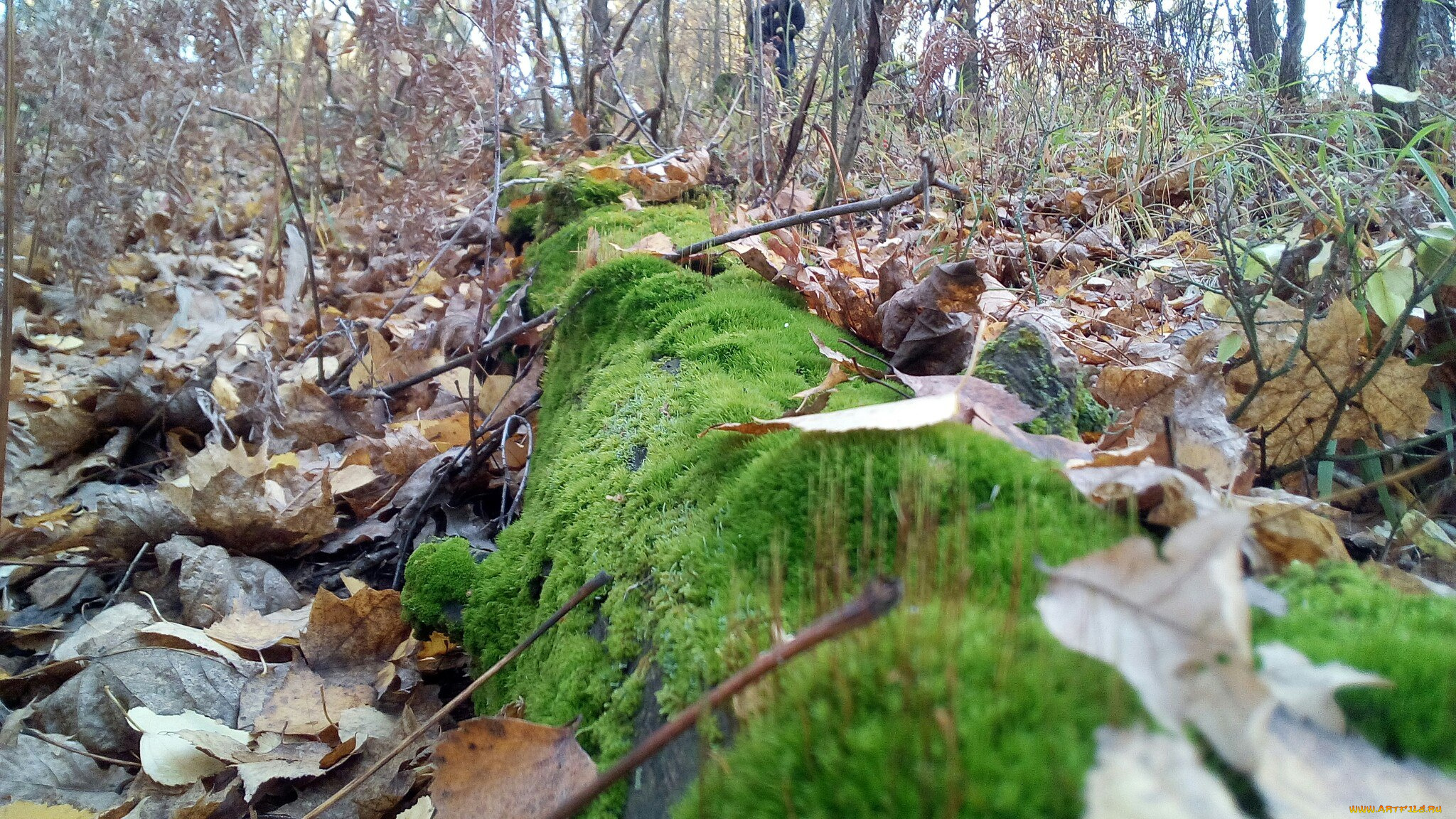 мох, природа, лес, дерево, зелень, красота