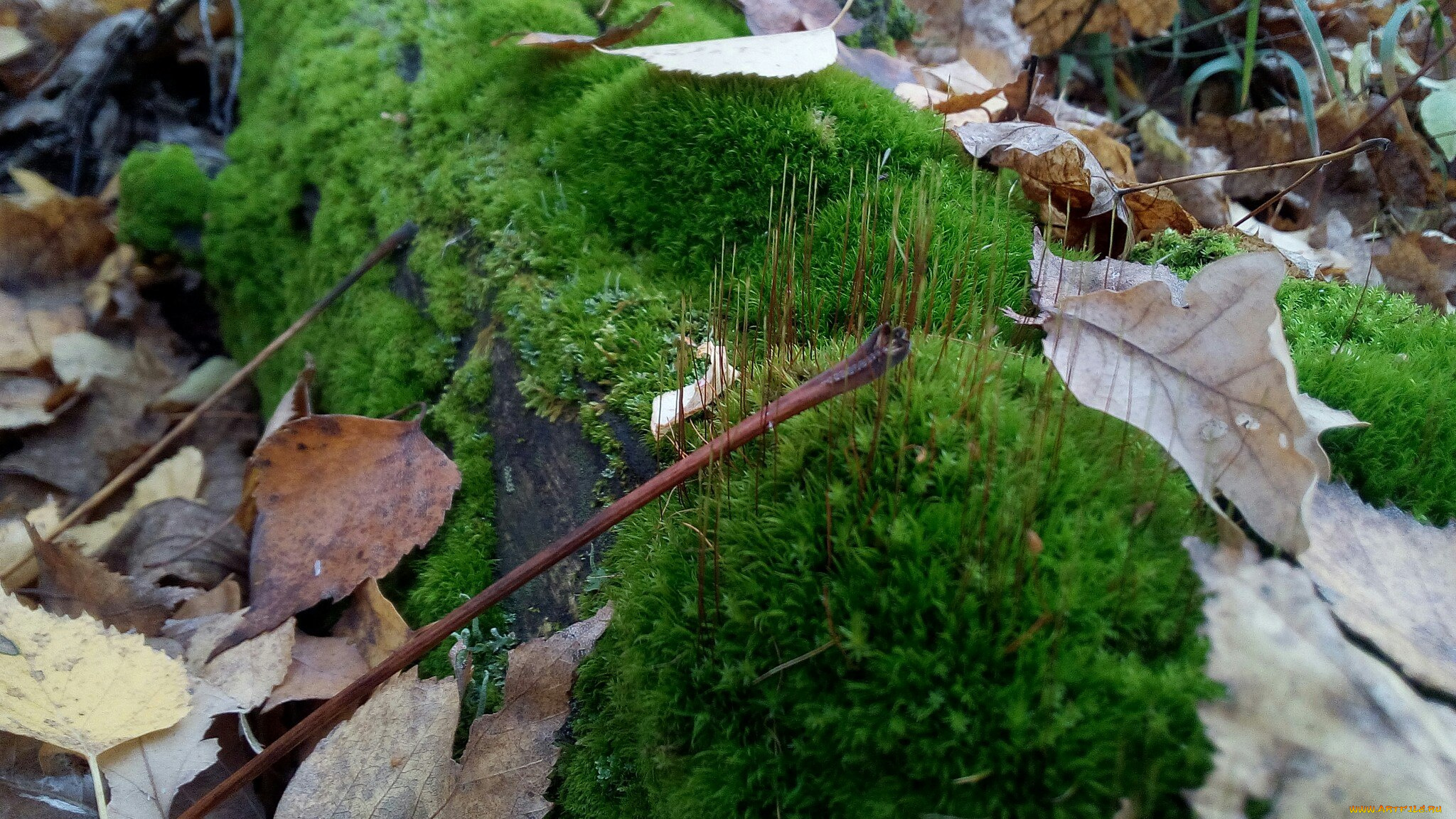 мох, природа, листья, дерево, лес, зелень, красота