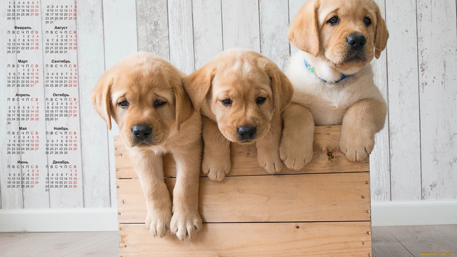 календари, животные, собака, трое, ящик