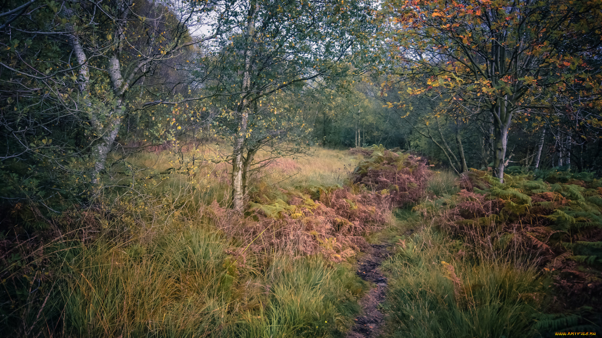 природа, лес, простор