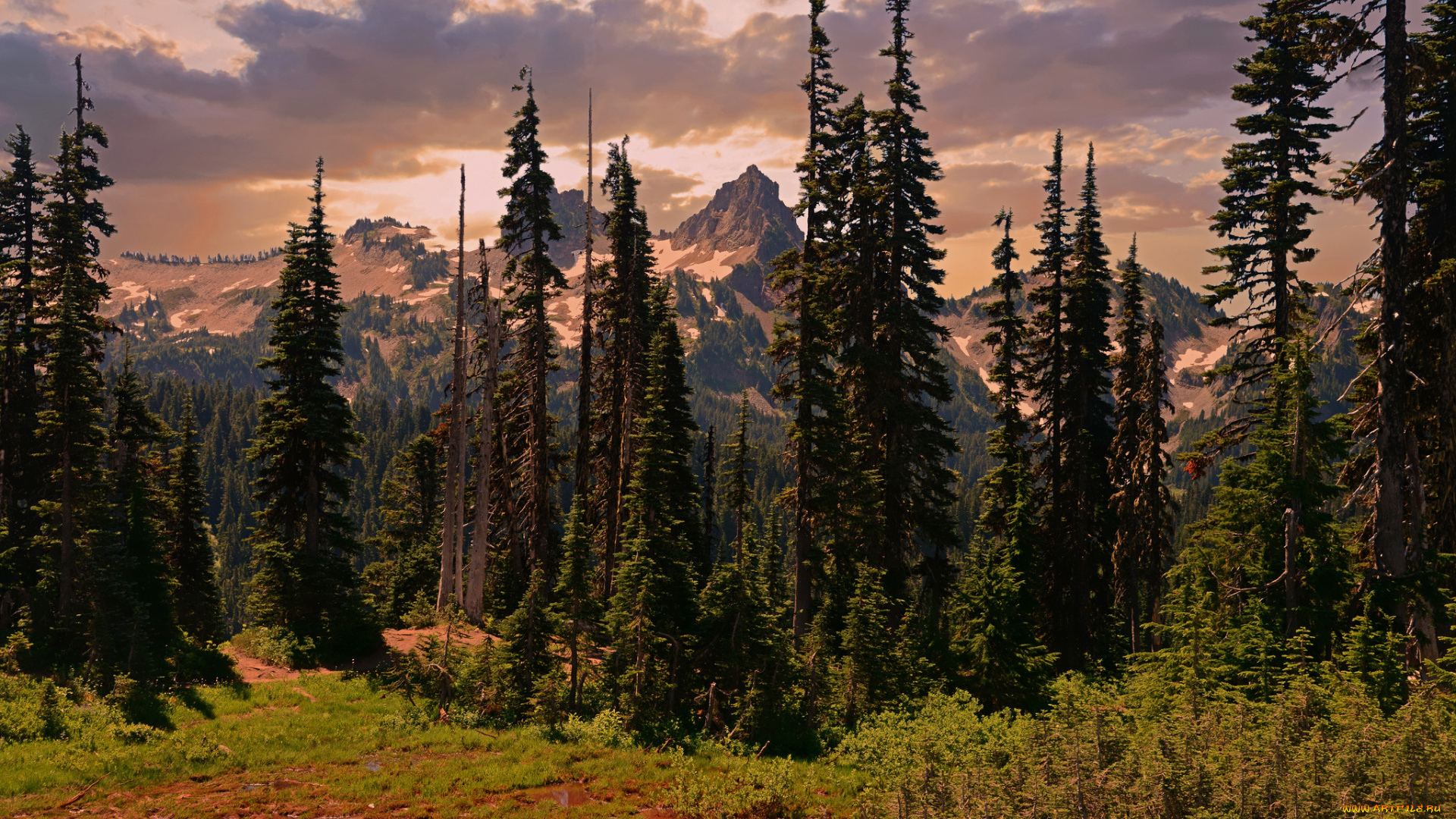 природа, лес, простор