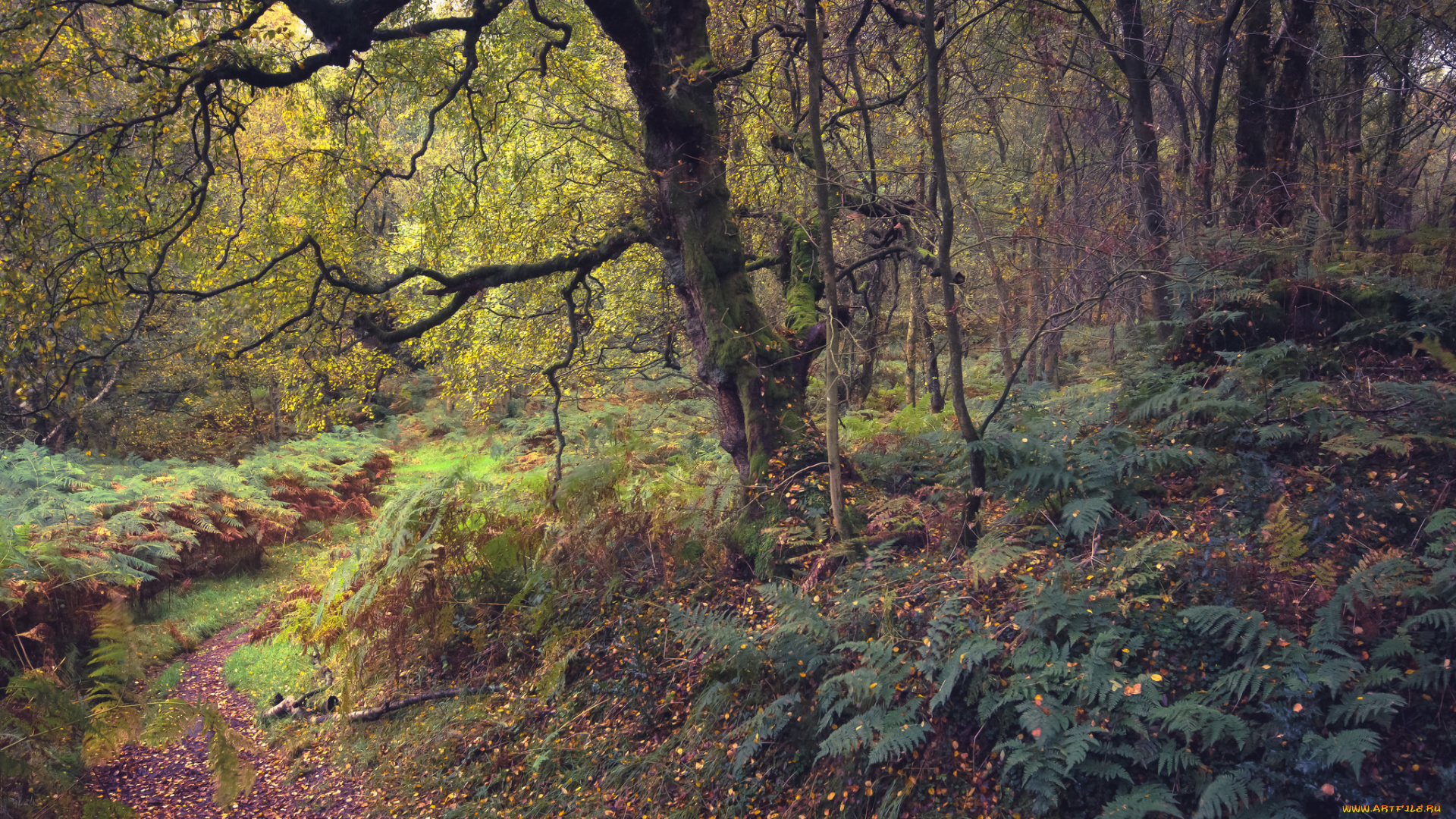 природа, лес, простор