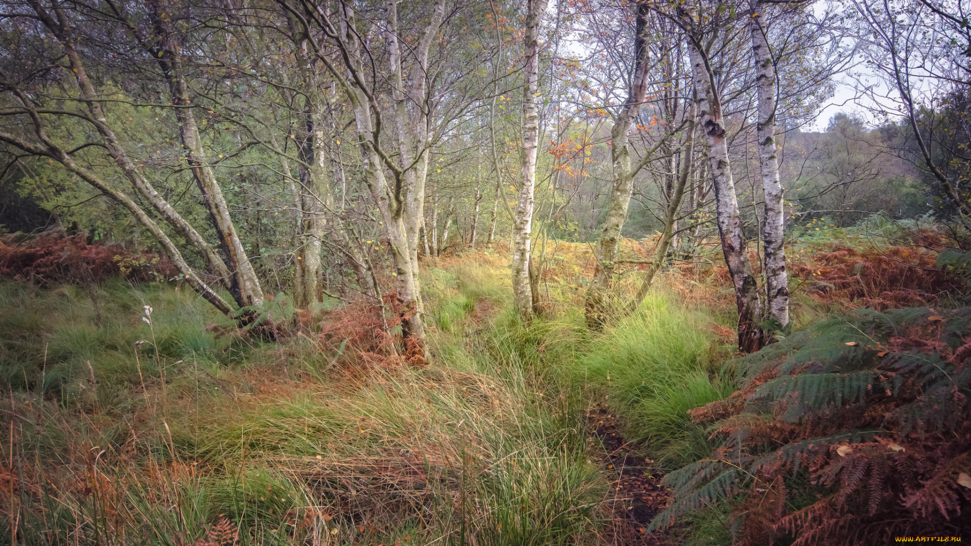 природа, лес, простор