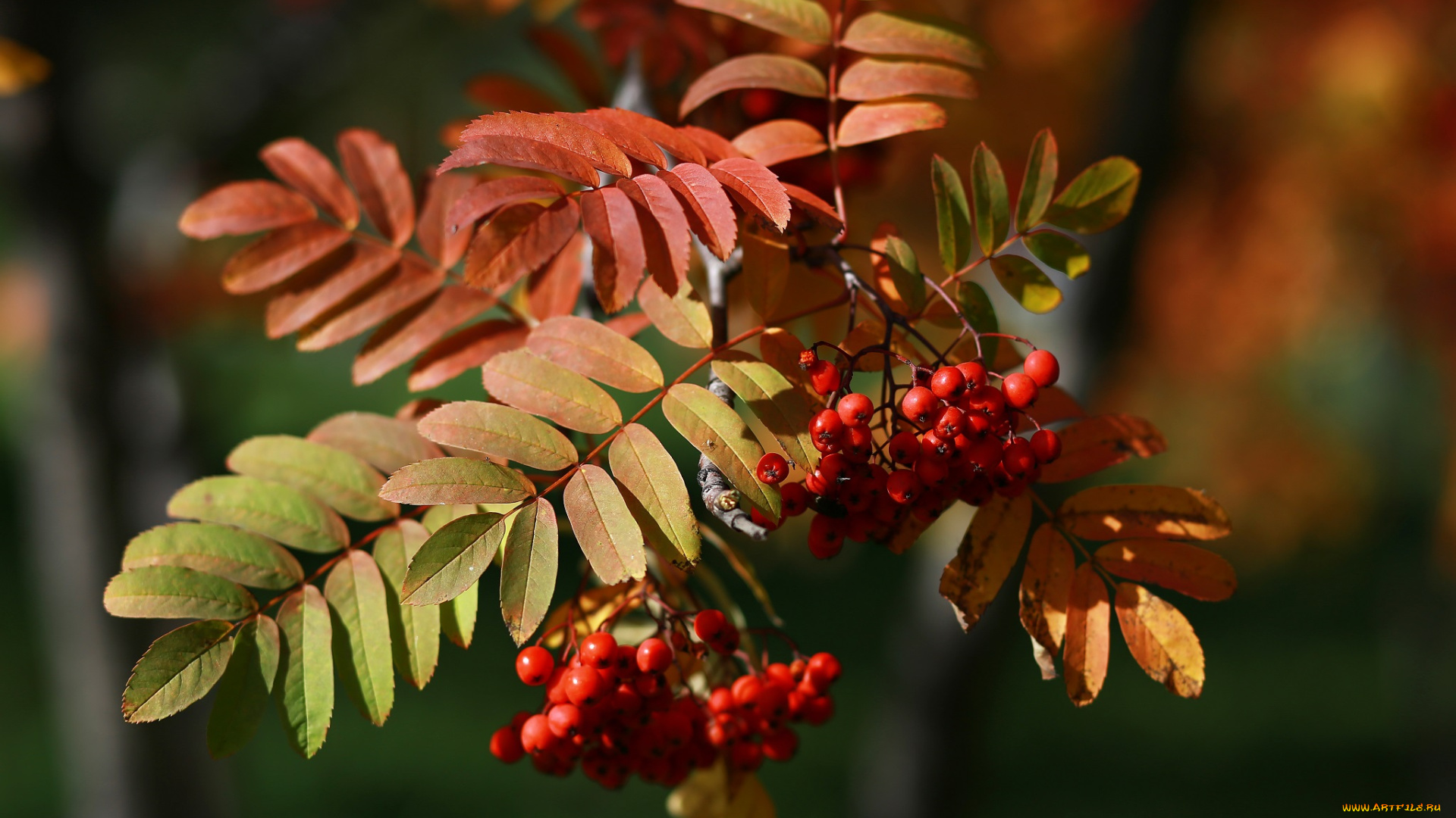 природа, Ягоды, , рябина, листья, осень, россия, рябина, этюд, макро, красота