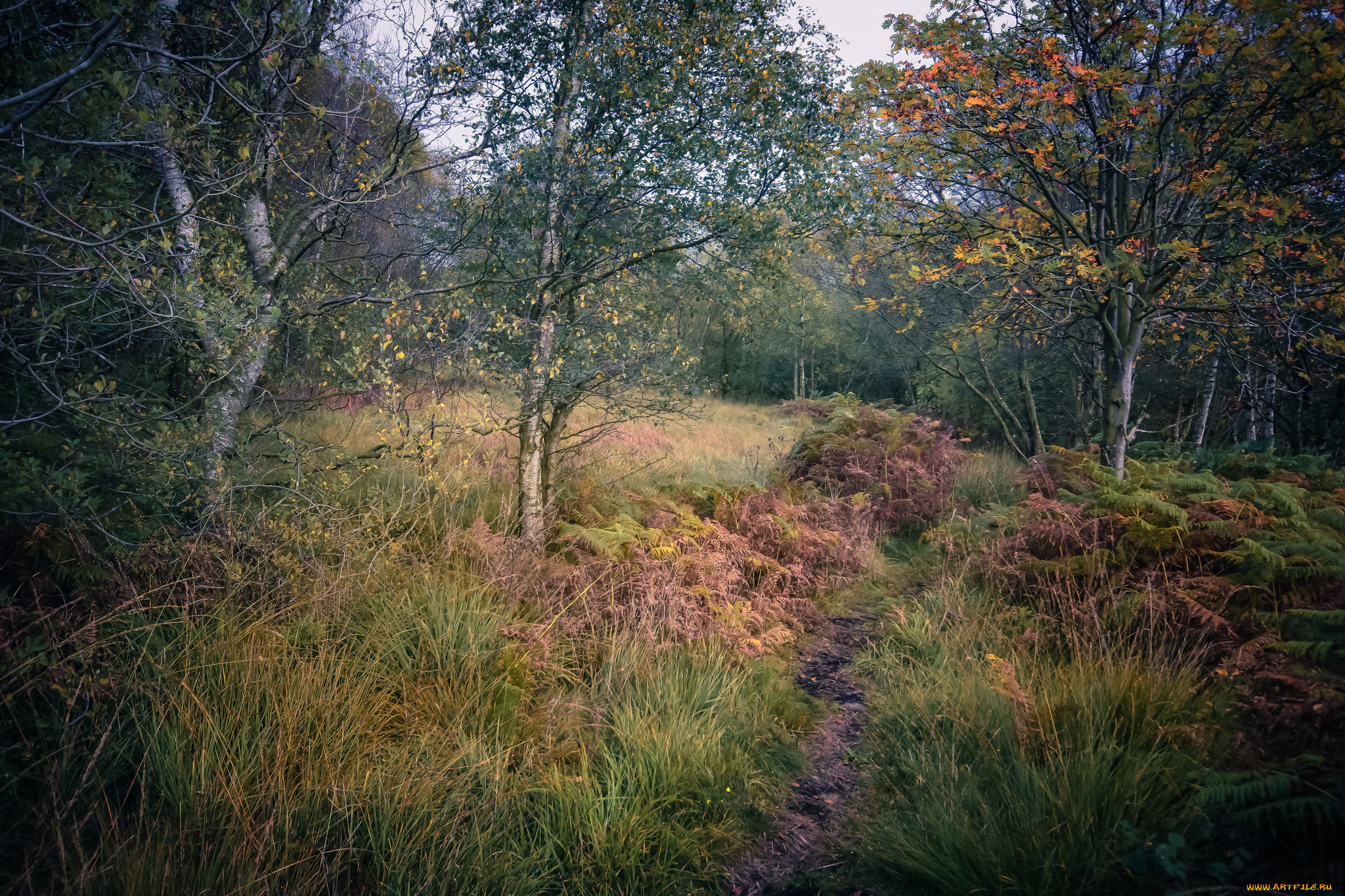 природа, лес, простор