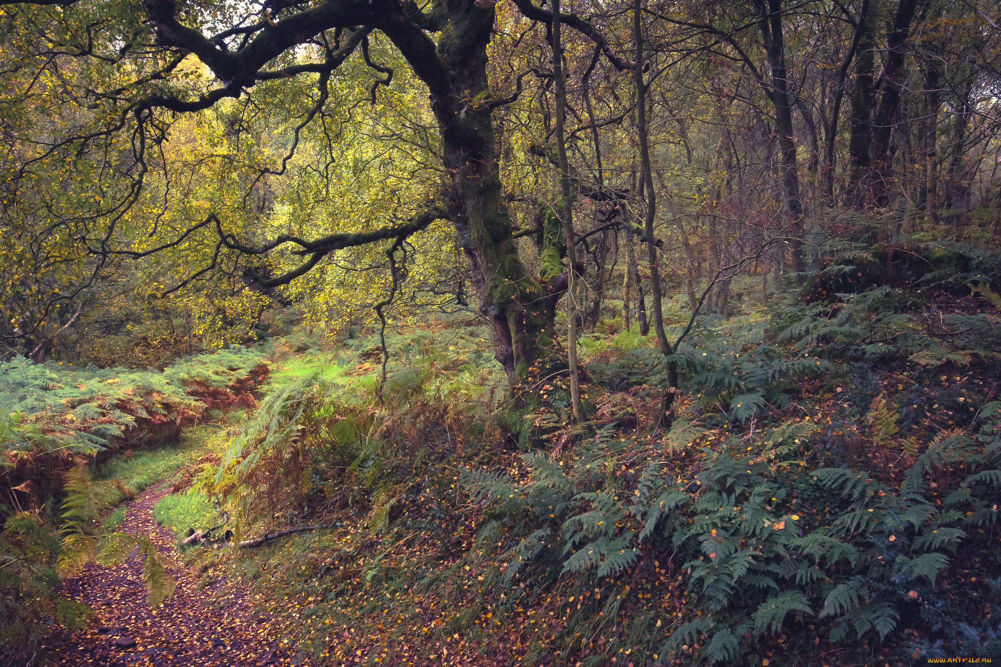 природа, лес, простор