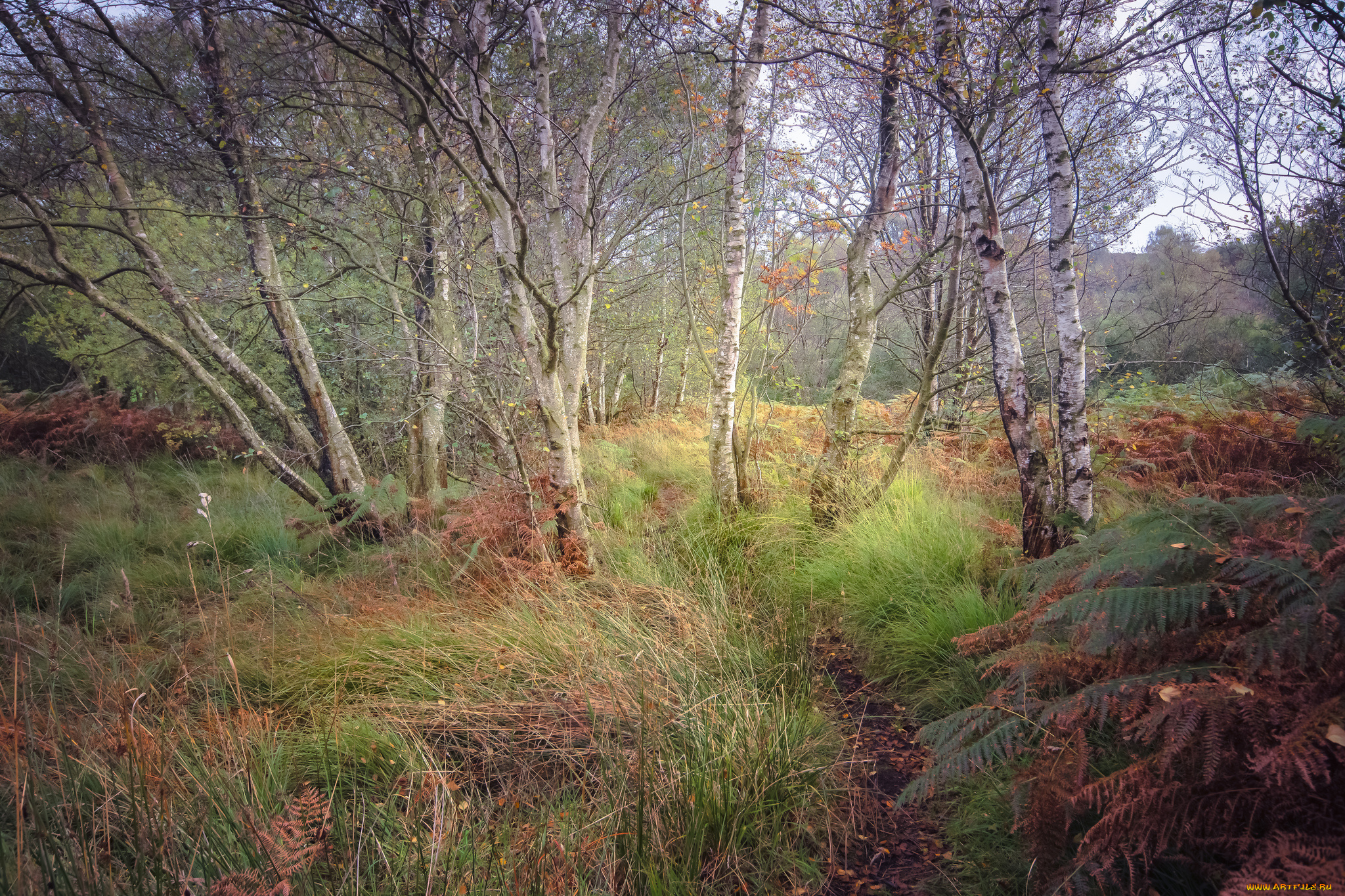 природа, лес, простор