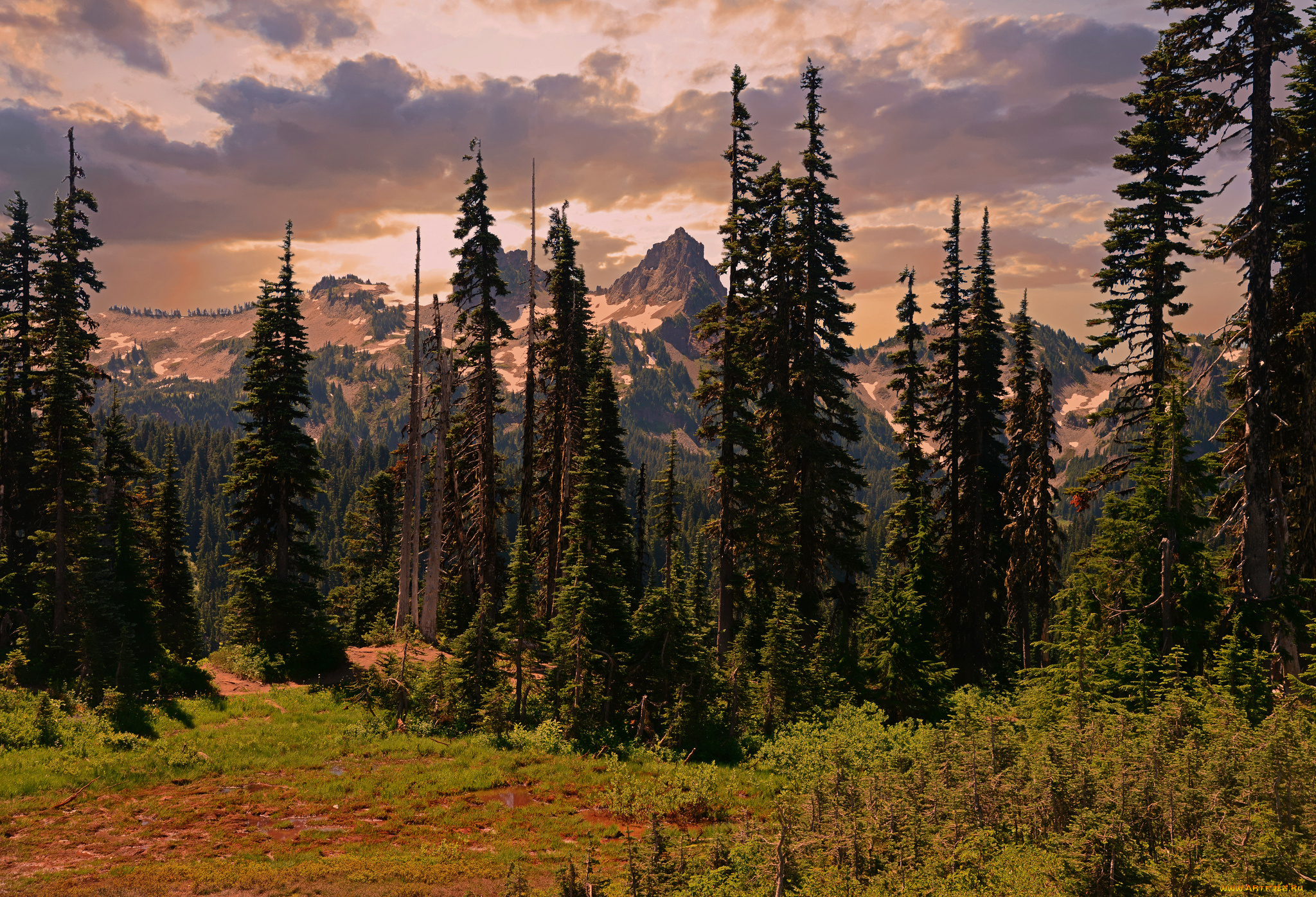 природа, лес, простор