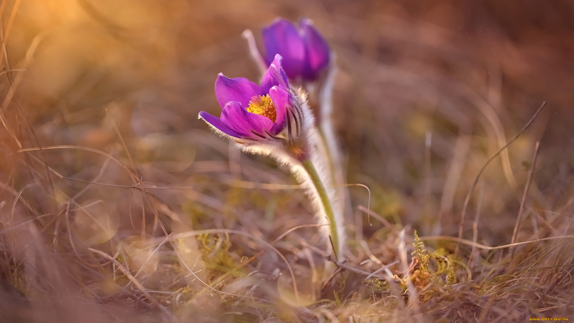 цветы, анемоны, , сон-трава, сон-трава