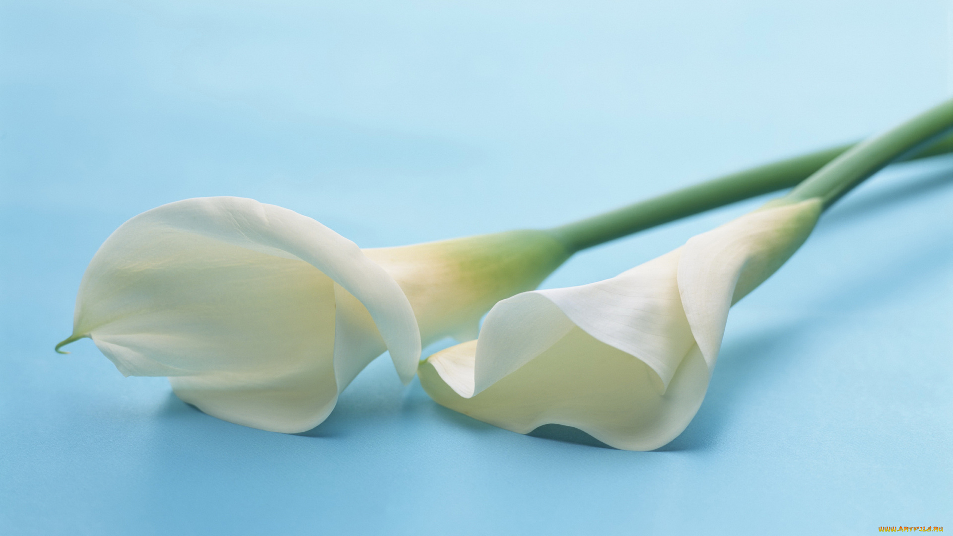 цветы, каллы, пара, белые