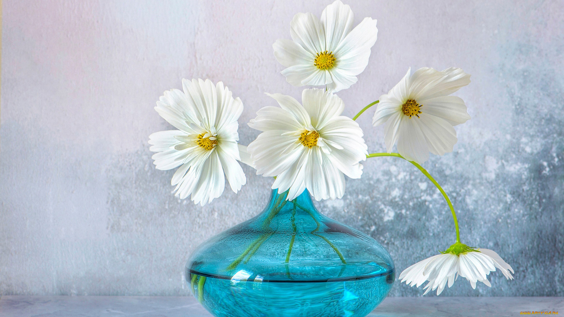 цветы, космея, ваза, белая