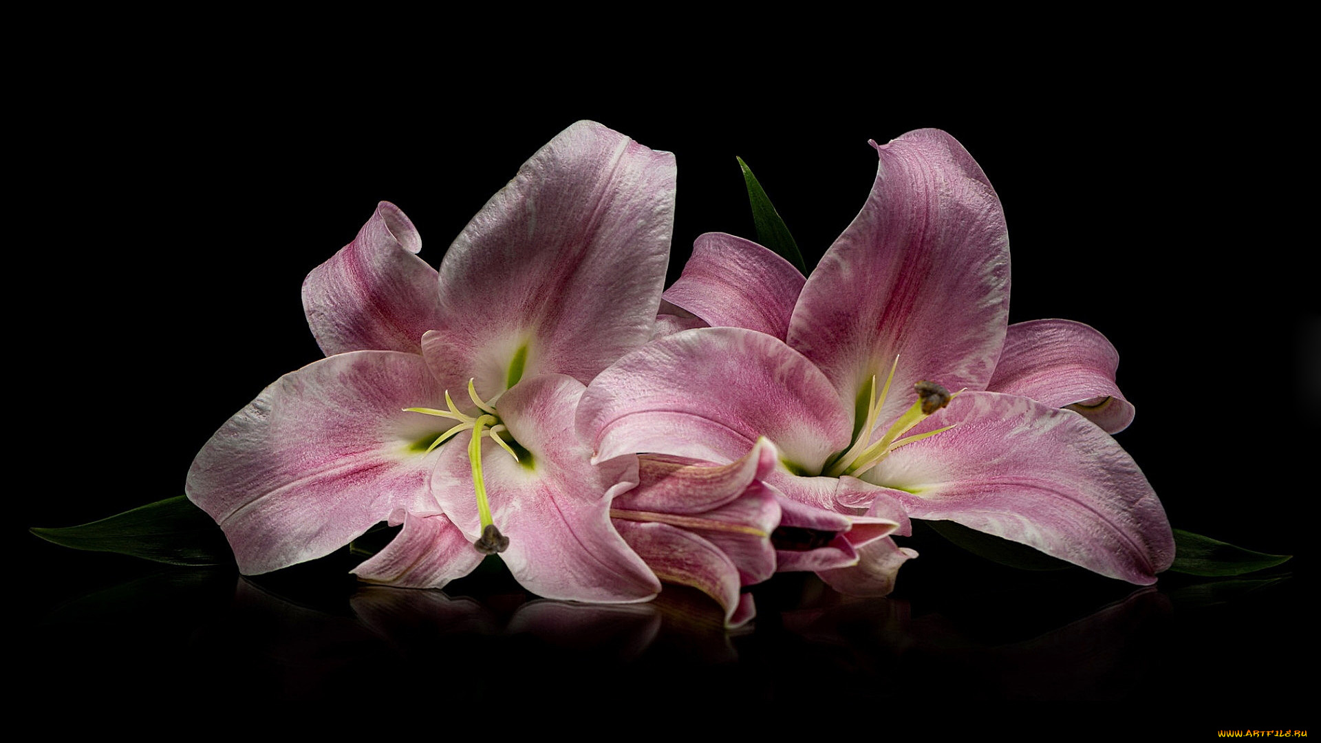 цветы, лилии, , лилейники