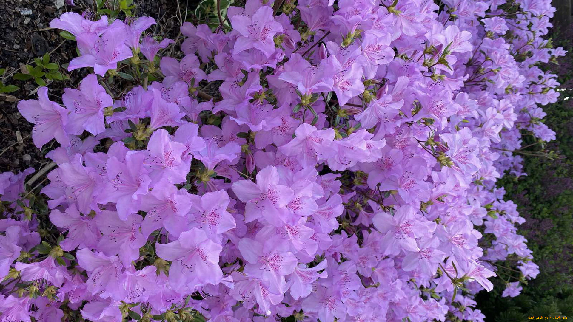 цветы, рододендроны, , азалии, лиловый
