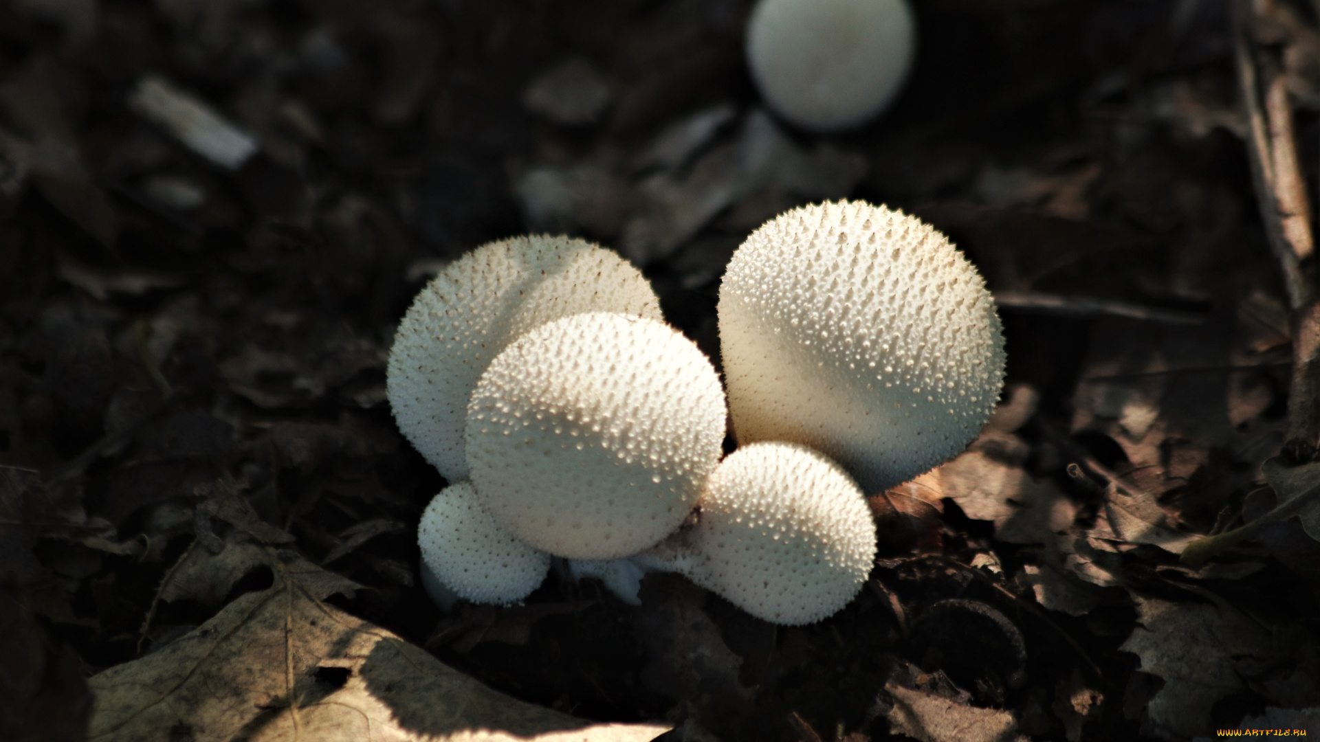 природа, грибы, грибная, семейка, дождевик, жемчужный