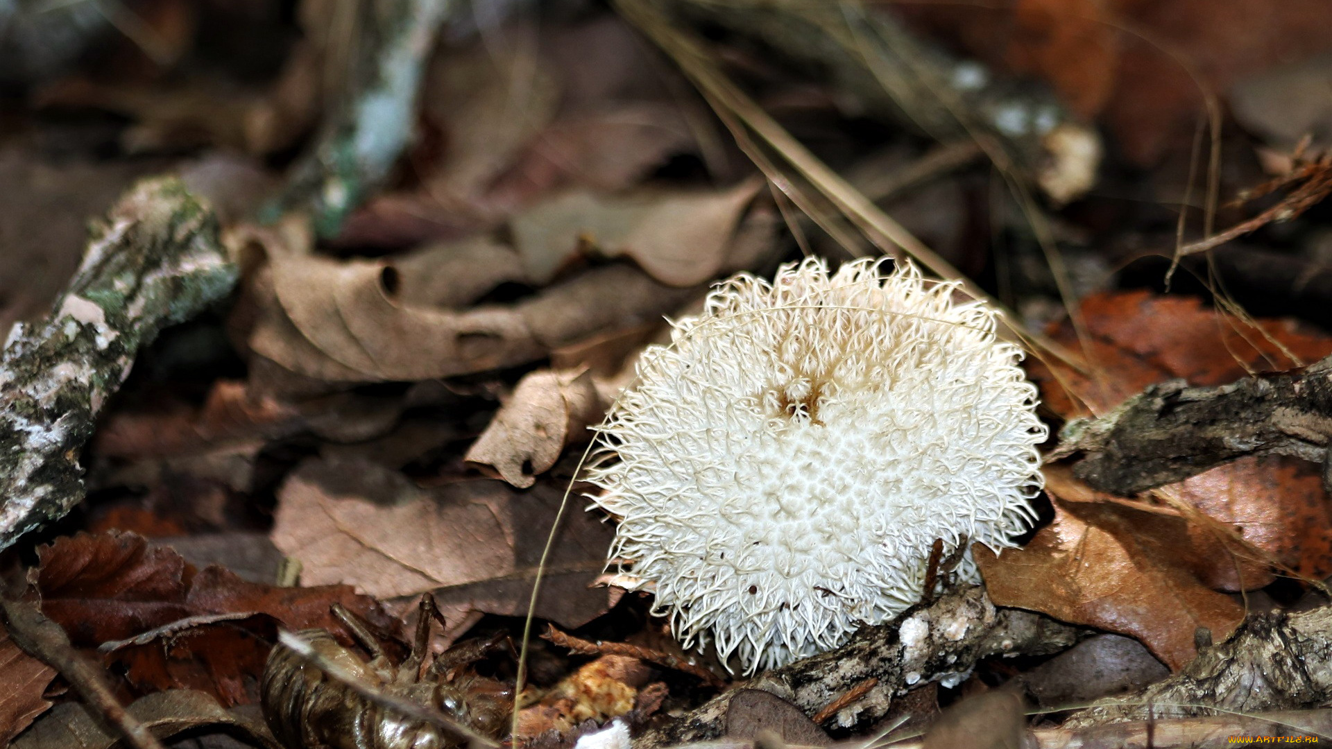 природа, грибы, листья, дождевик