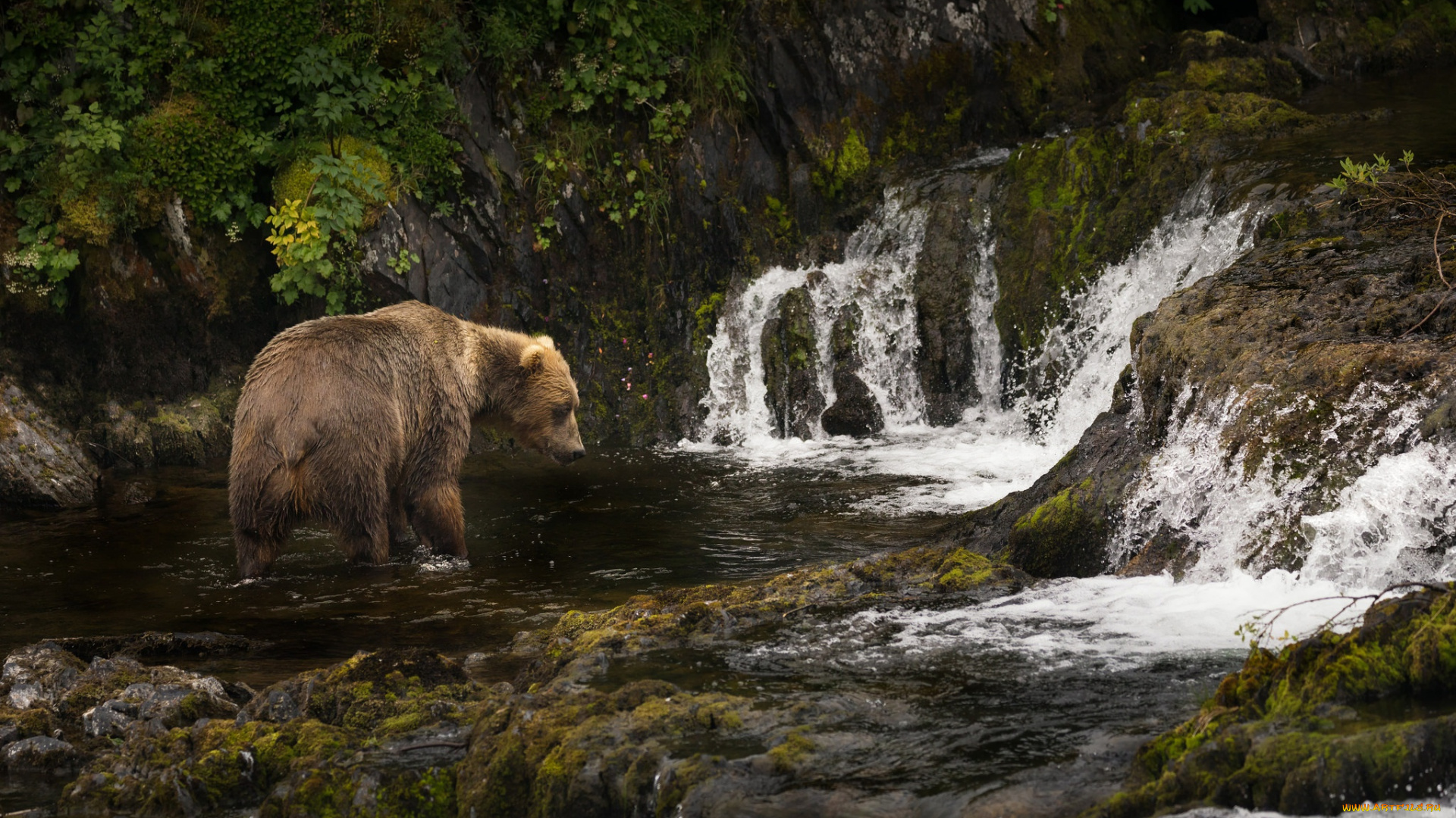 животные, медведи, медведь, бурый, гризли, кодьяк, животное, хищник, млекопитающее, хордовые