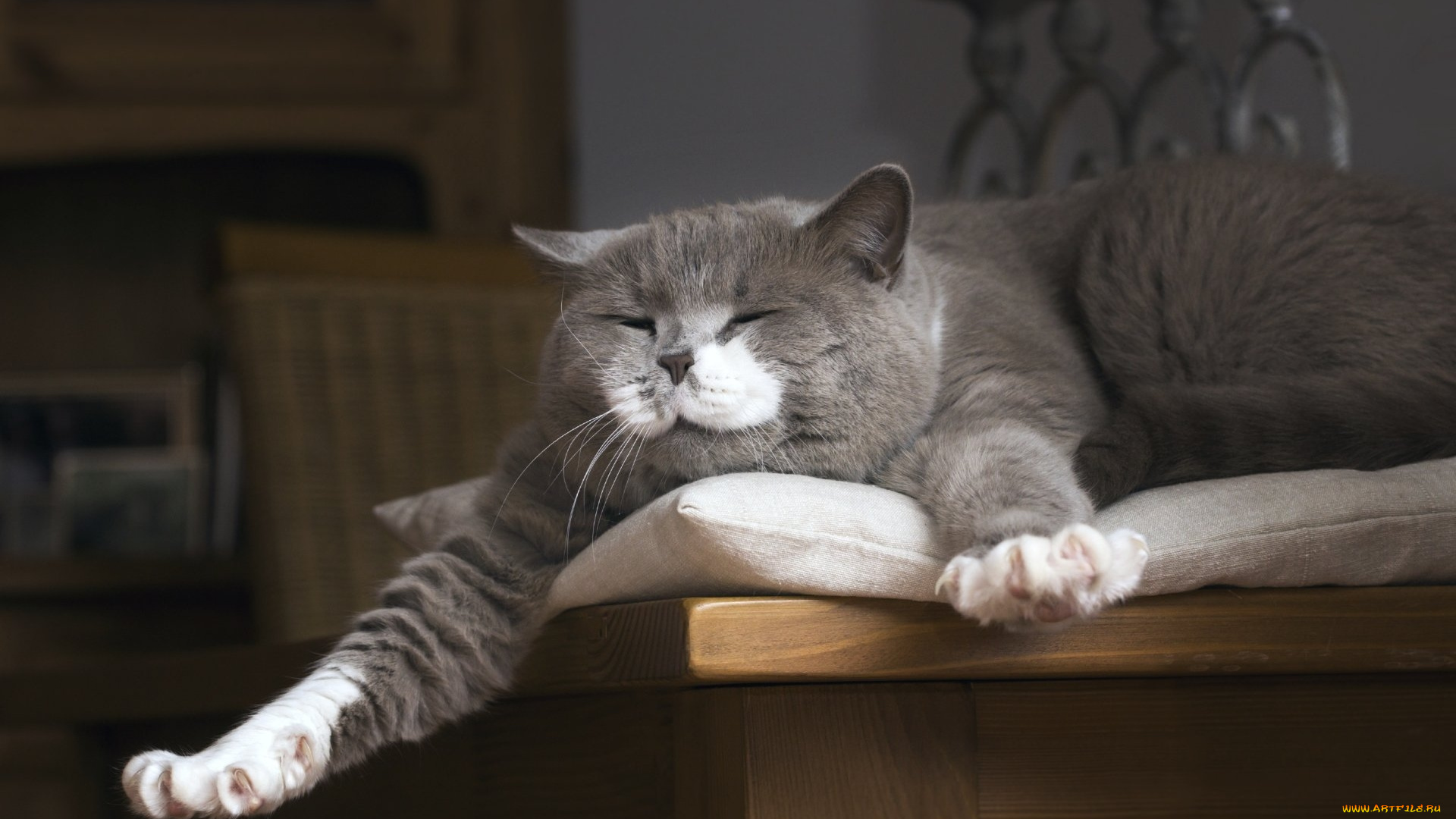 животные, коты, спящий, кот