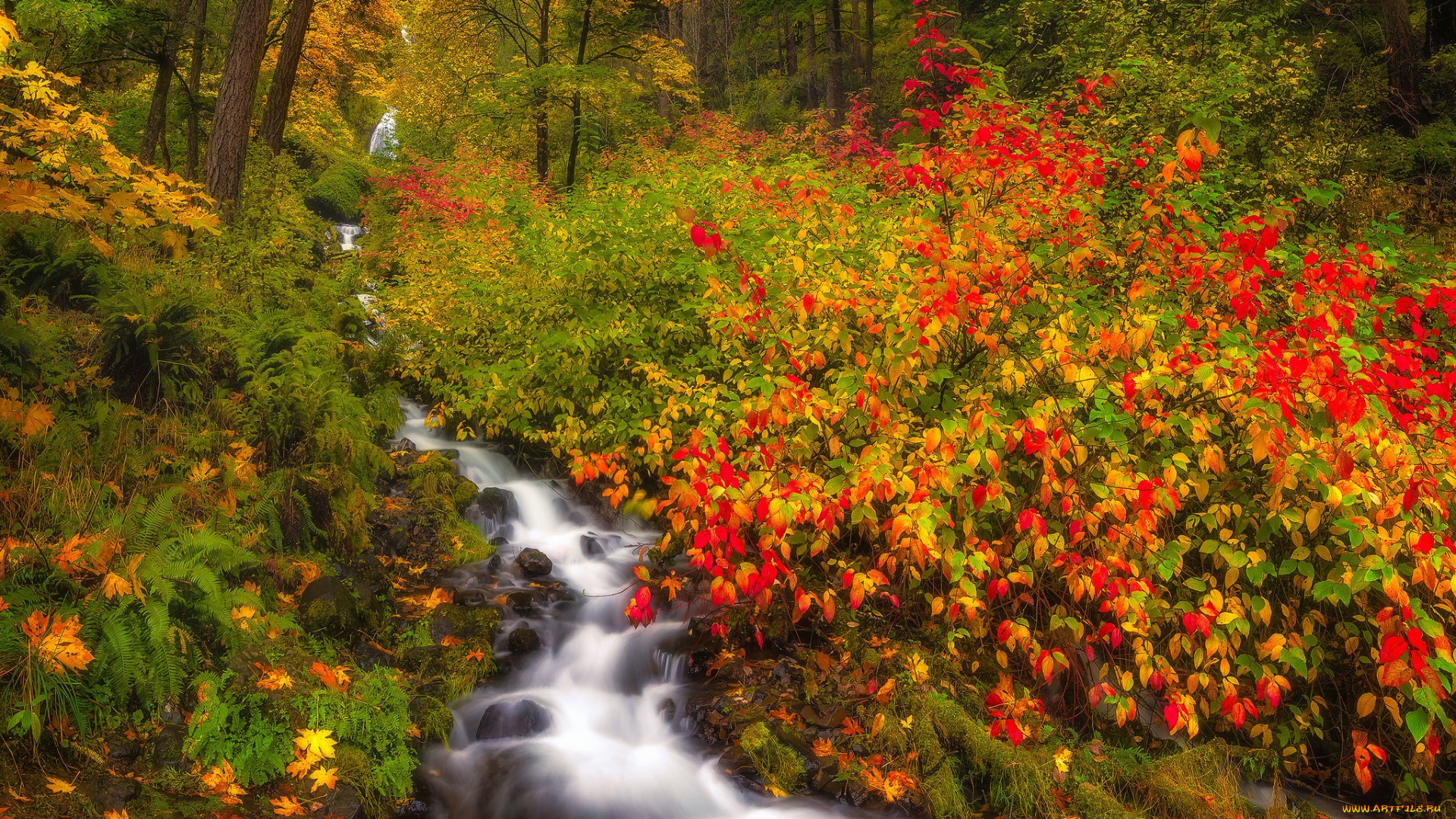 красота, природа, реки, озера, осень, лес, ручей, орегон, кусты, oregon, columbia, river, gorge, ущелье, колумбия