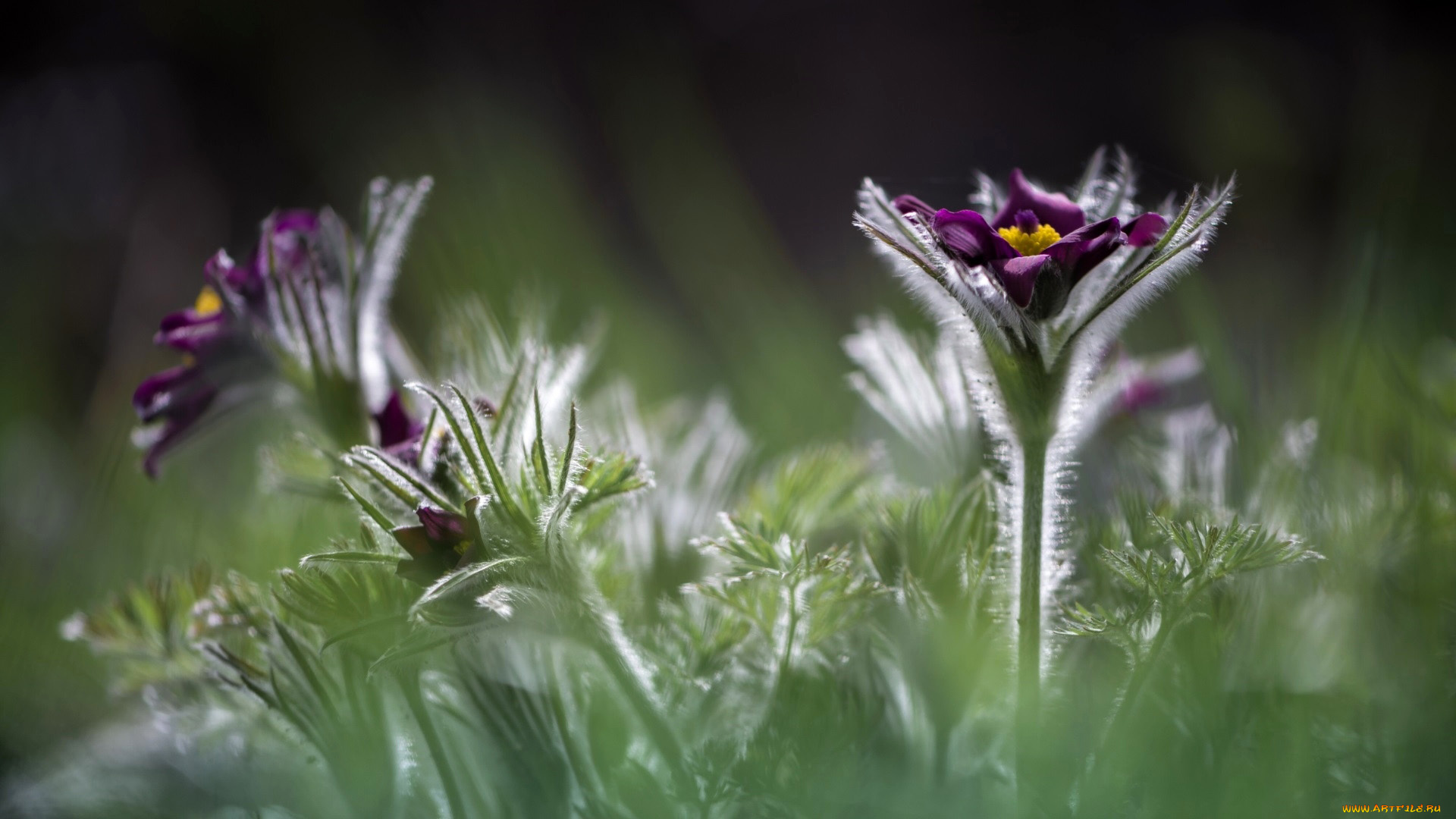 цветы, анемоны, , сон-трава, весна, сон-трава