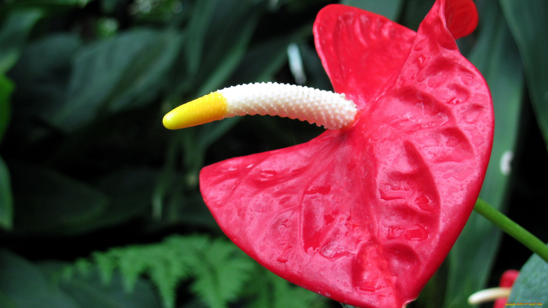 цветы, антуриум, , цветок, фламинго, макро