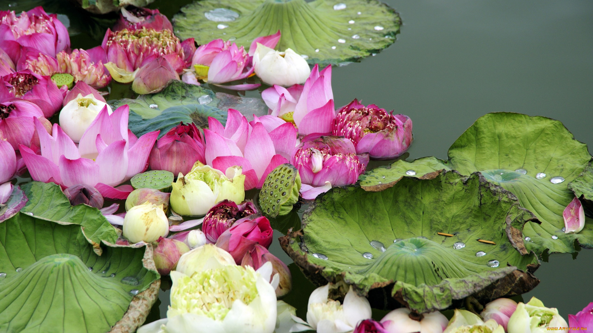 цветы, лотосы, вода, листья