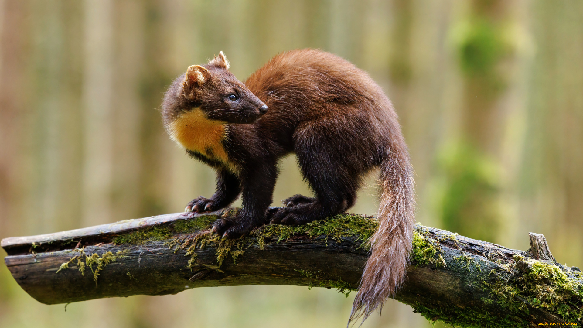куница, животные, хорьки, , куницы, , горностаи, , ласки, , соболи, фауна, дикая, природа