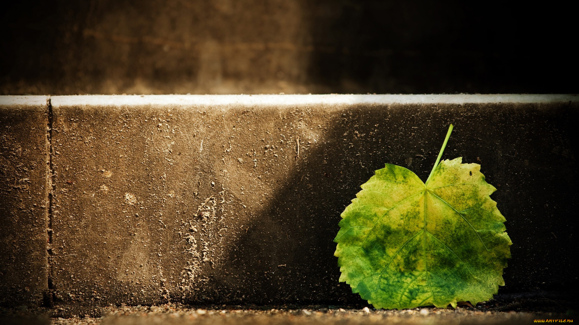 природа, листья, лист, бордюр