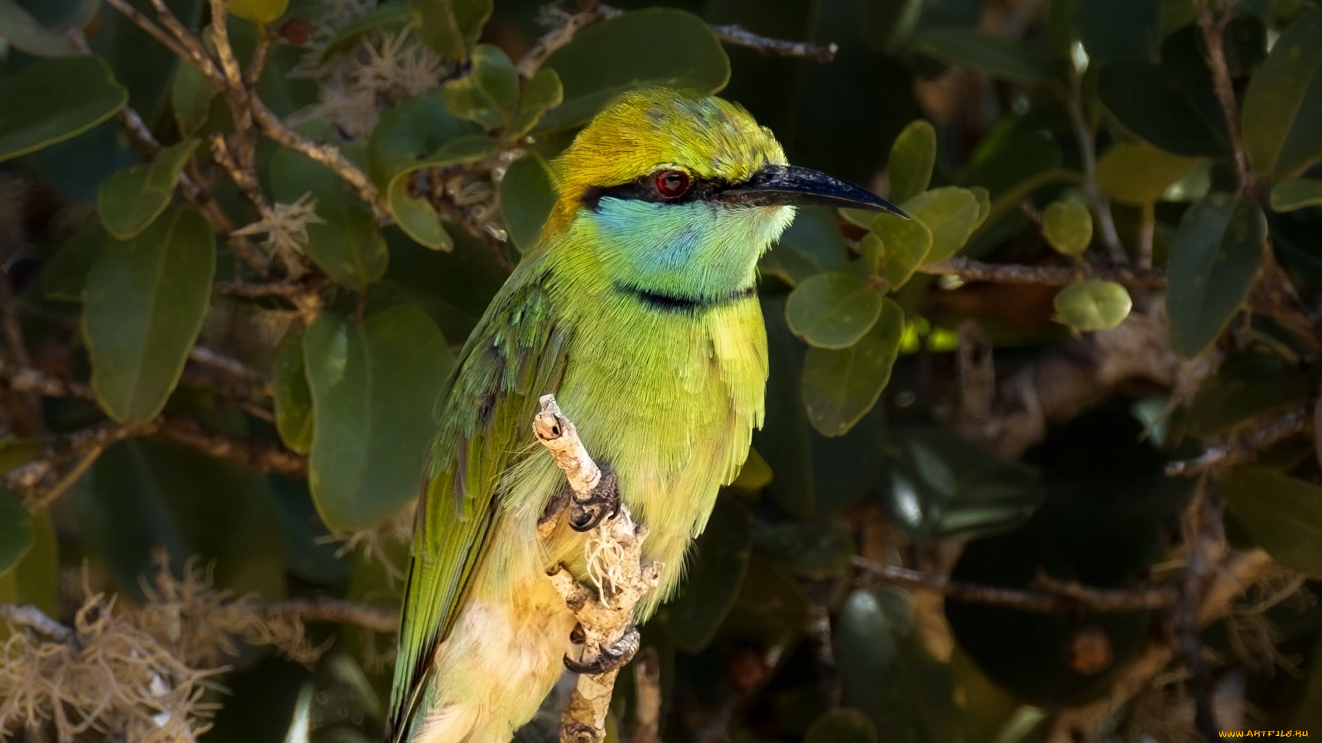 зеленая, щурка, животные, щурки, , пчелоеды, зеленая, щурка, птица, фауна, дикая, природа, лес