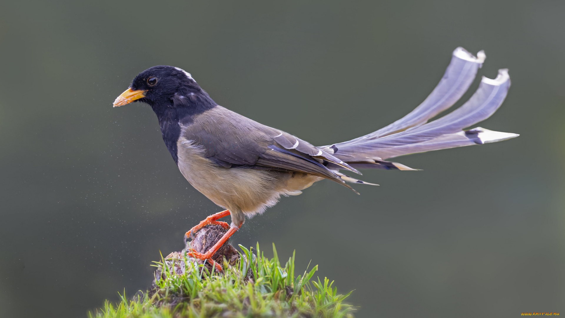 желто-голубая, сорокп, животные, сороки, желто-голубая, сорока, птица, фауна, дикая, природа, камень