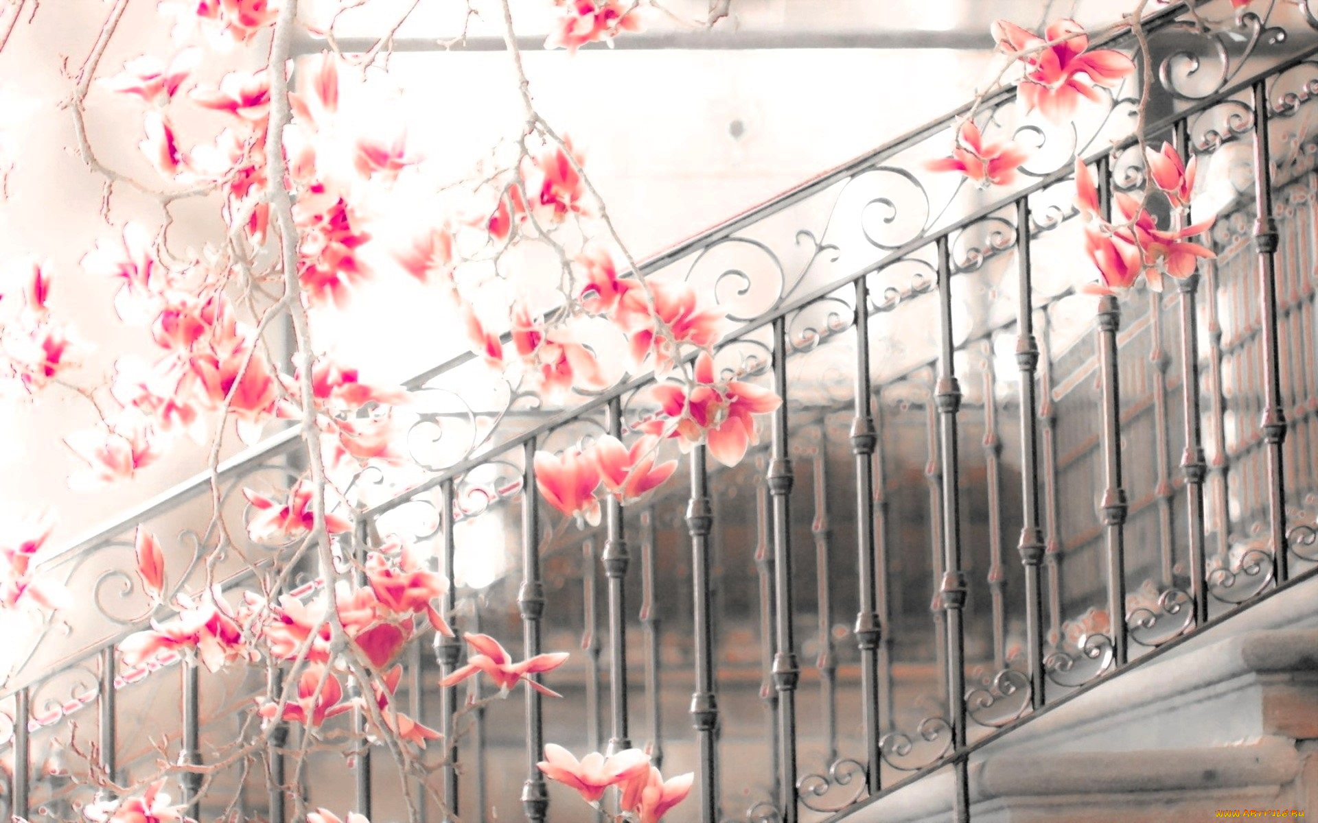 цветы, магнолии, перила, ветки, цветение