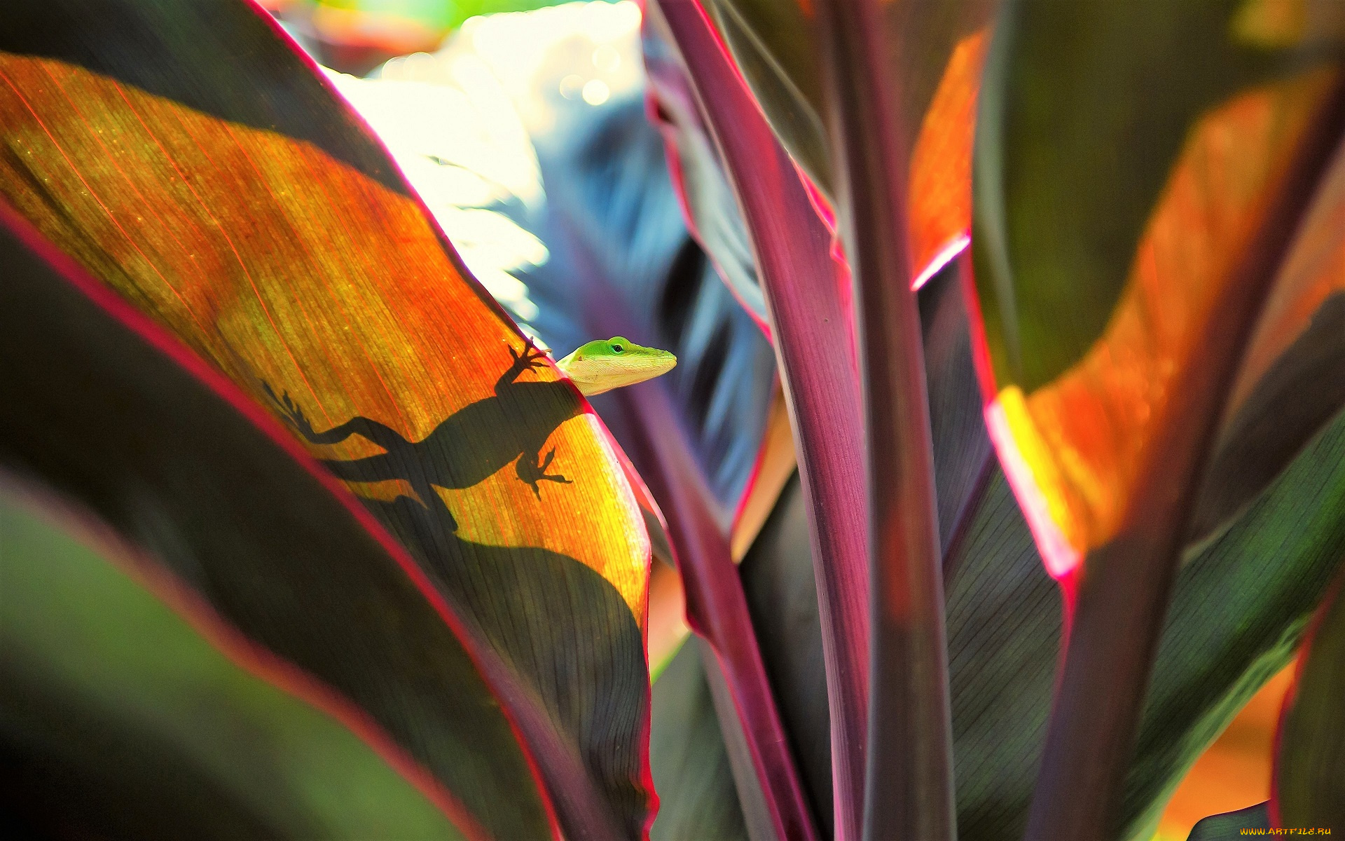 животные, ящерицы, , игуаны, , вараны, ящерица, листья, силуэт