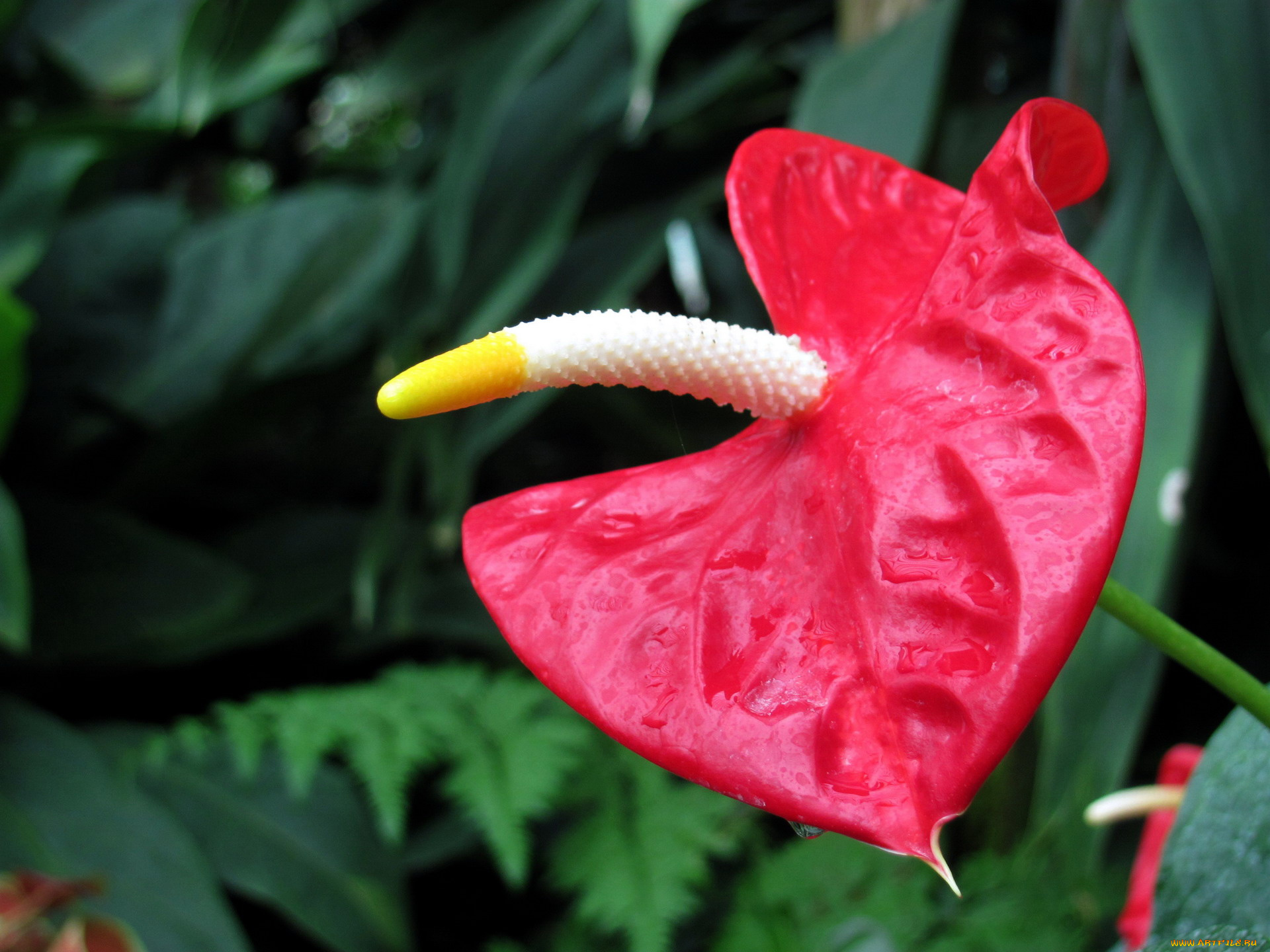 цветы, антуриум, , цветок, фламинго, макро