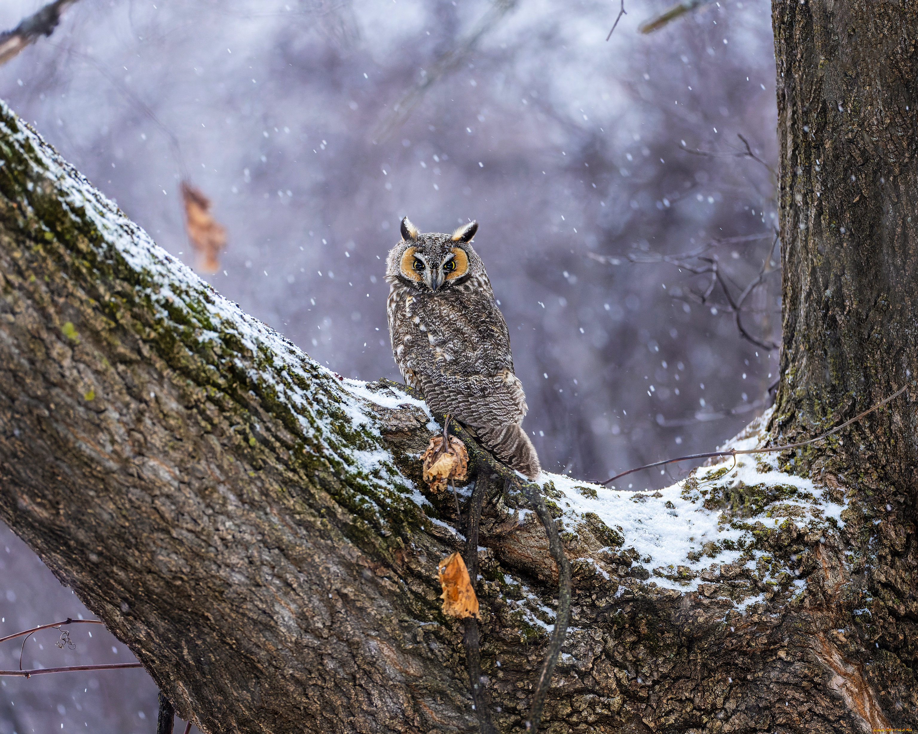 животные, совы, сова