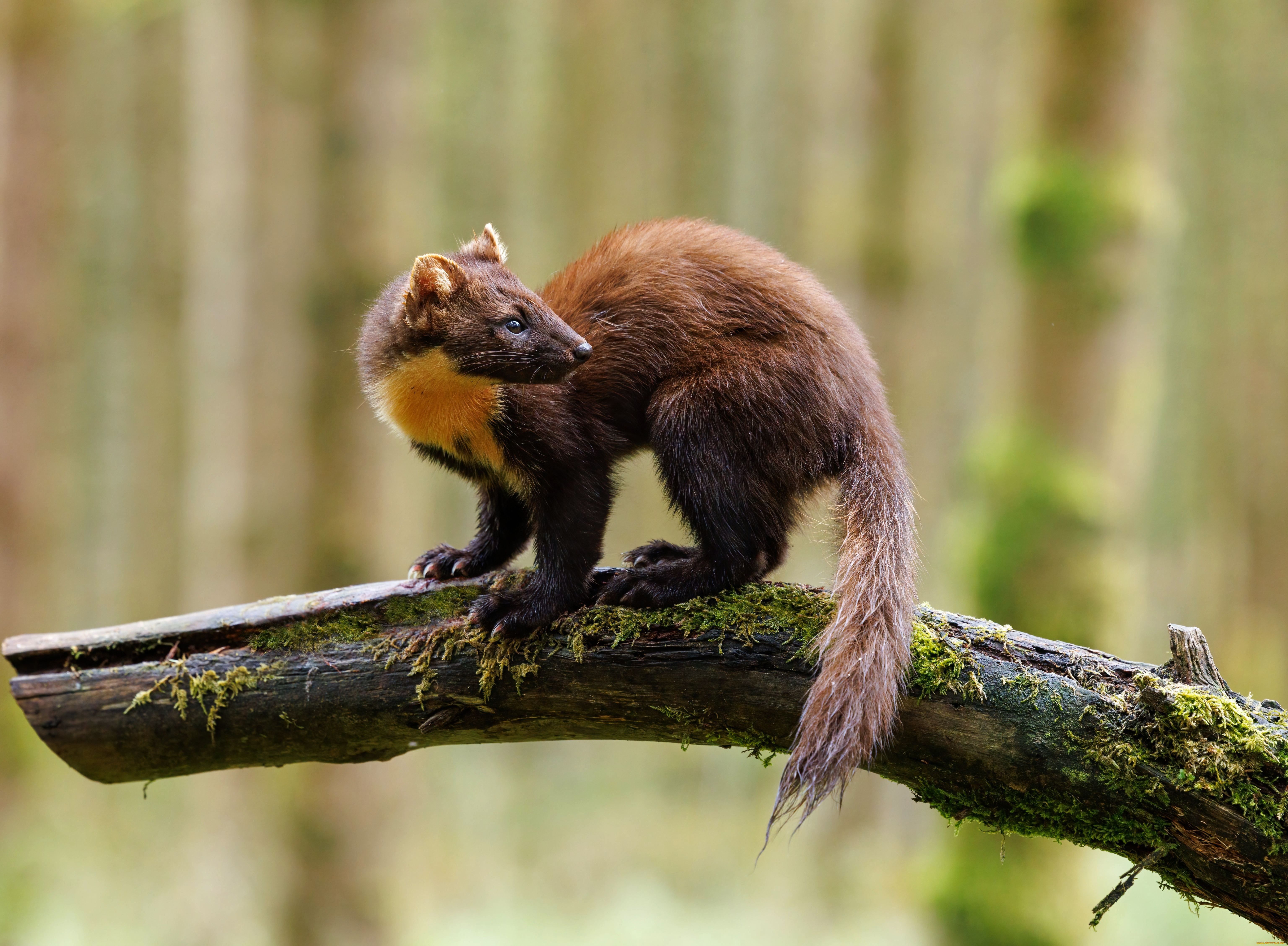 куница, животные, хорьки, , куницы, , горностаи, , ласки, , соболи, фауна, дикая, природа