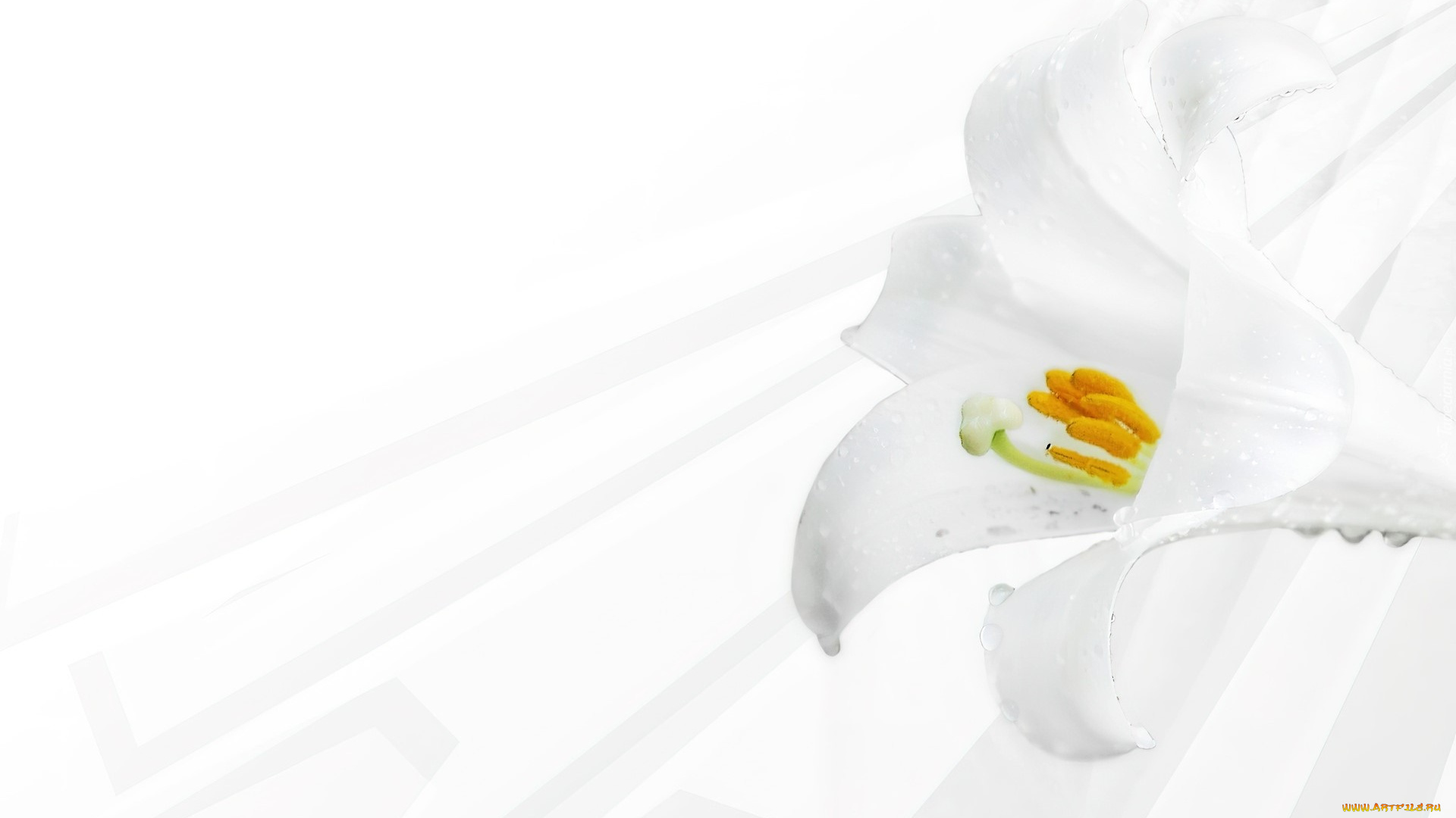 цветы, лилии, , лилейники, лилия, белая