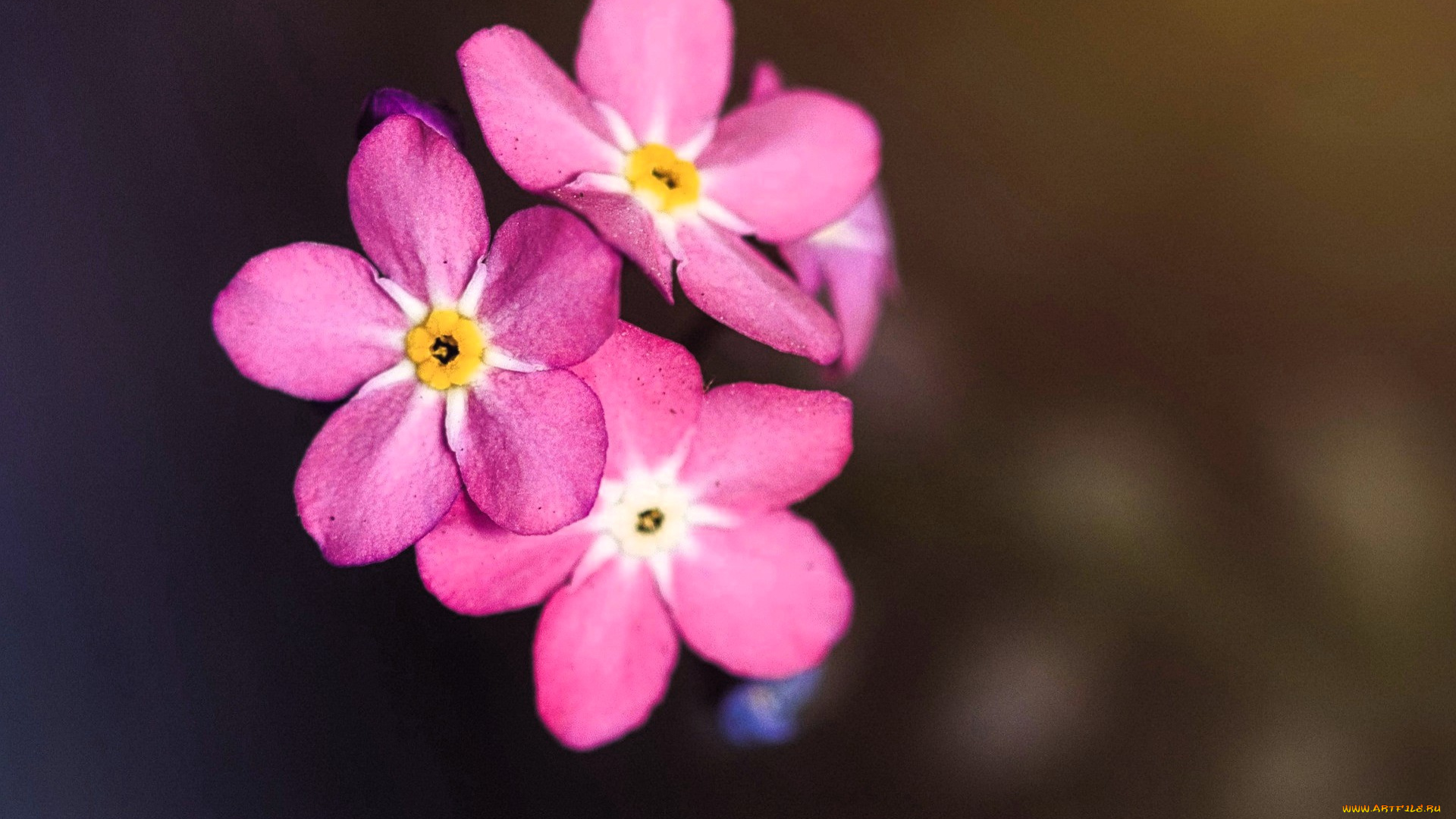 цветы, незабудки, розовые