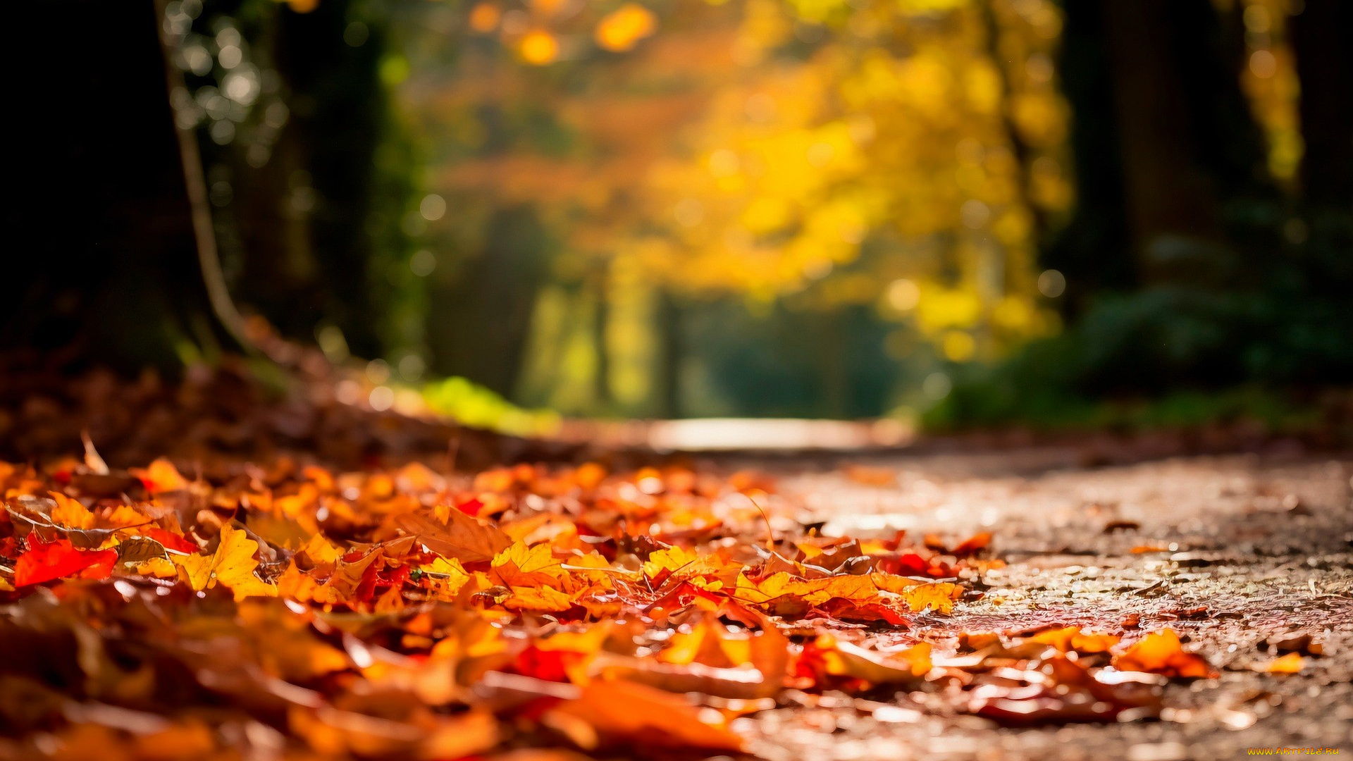 природа, дороги, лес, аллея, осень, листья, дорога