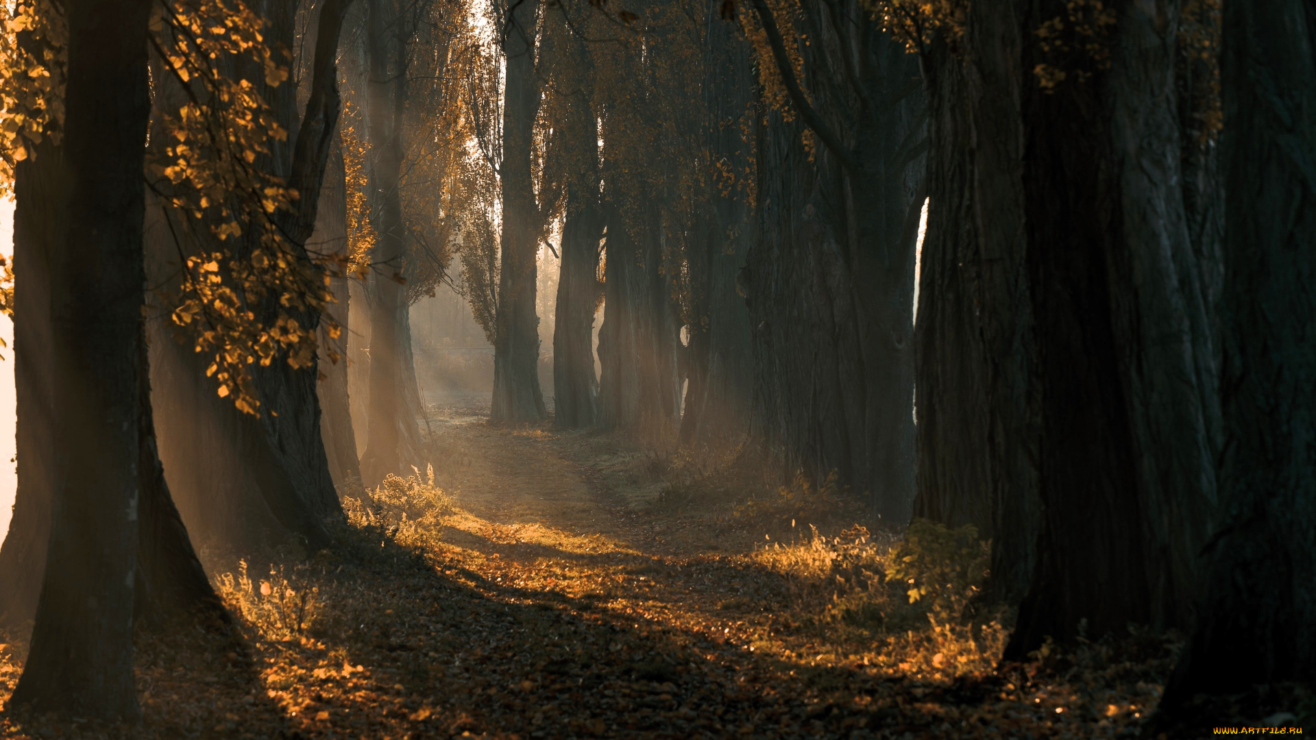 природа, лес, осень, листья, тропа, лучи, туман