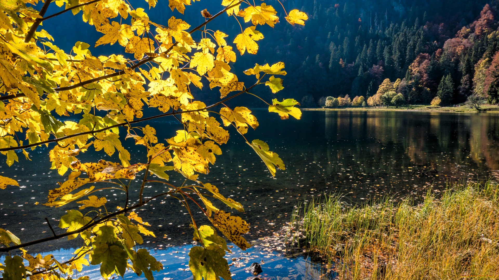 природа, реки, озера, горы, склон, лес, осень, озеро, ветки, трава