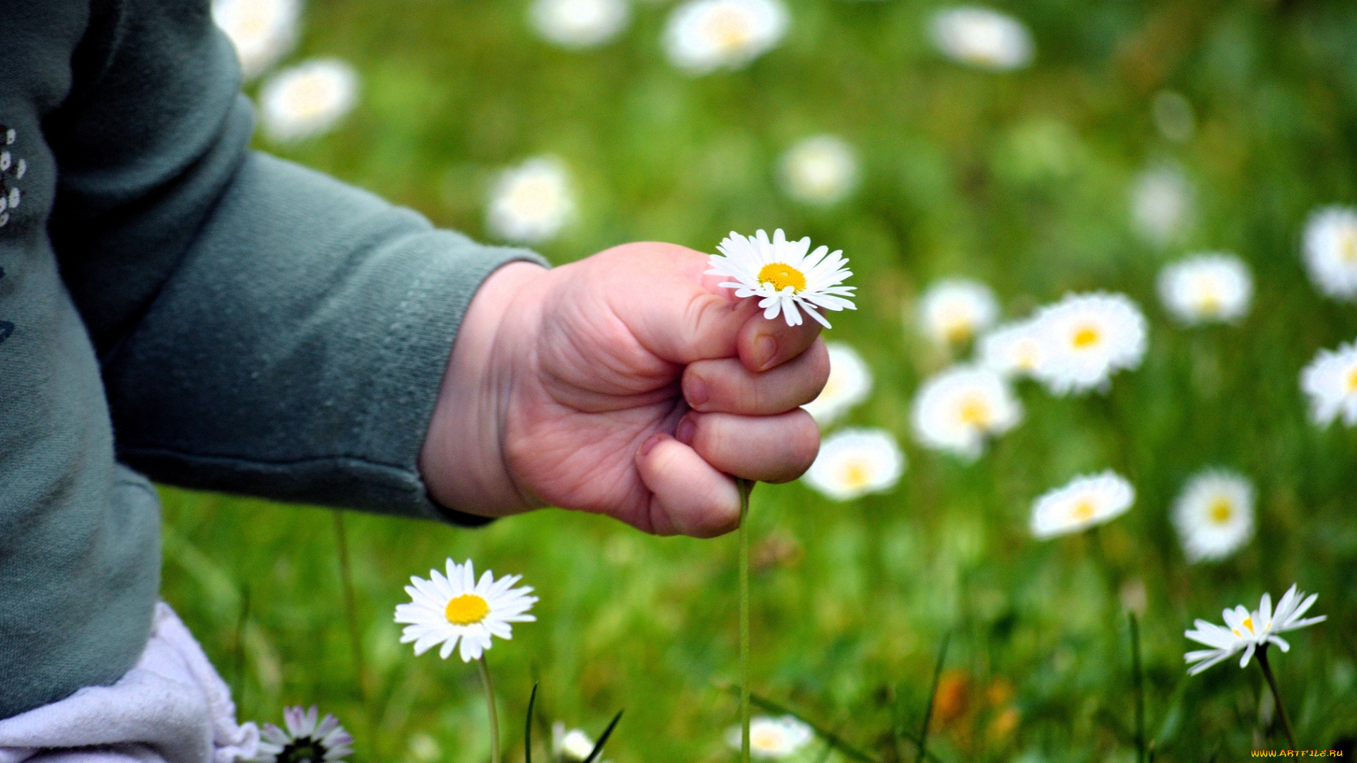разное, руки, , ноги, ребенок, рука, ромашки, луг, трава