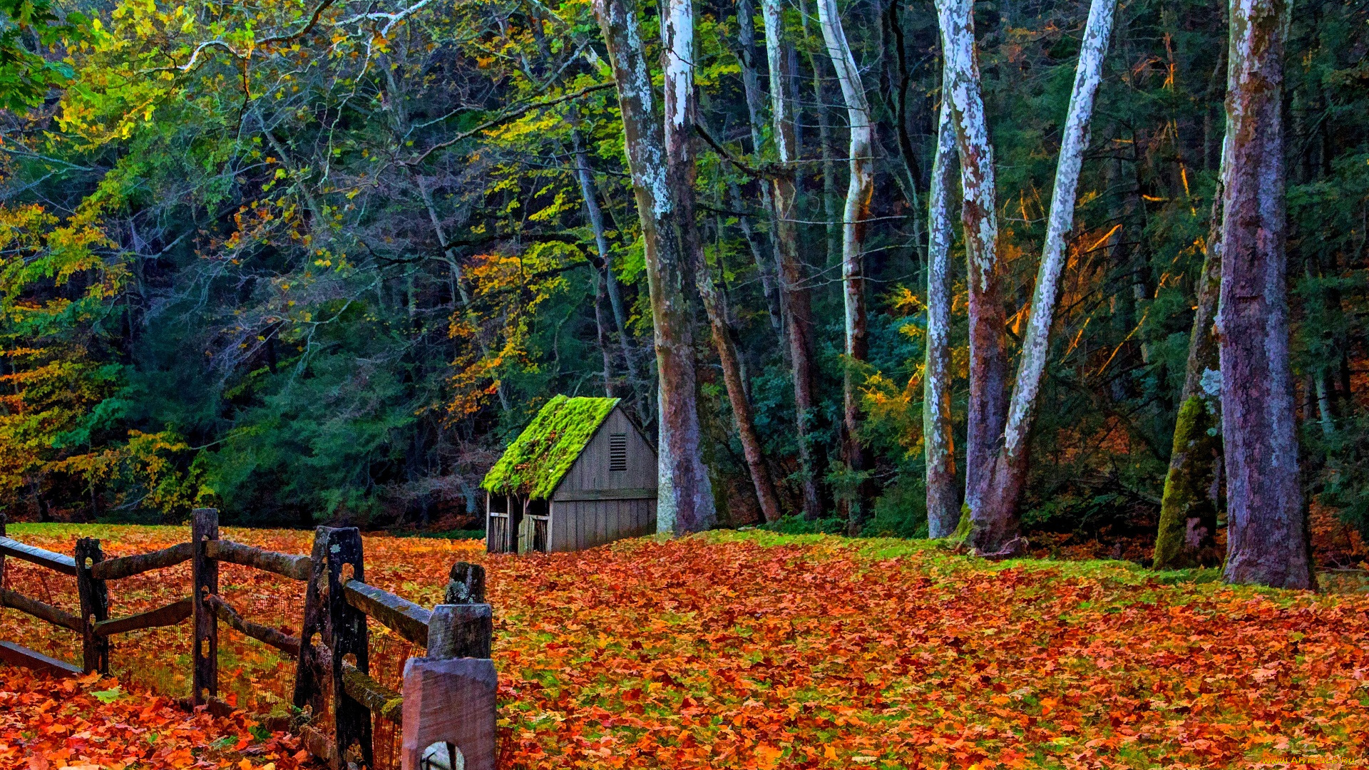 разное, сооружения, , постройки, осень, лес, листья, деревья, сарай, забор