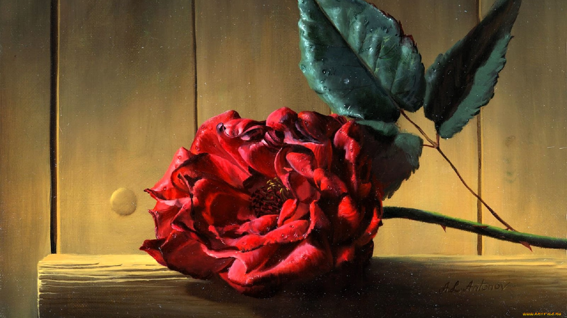 рисованное, алексей, антонов, цветок, роза, листья, полка