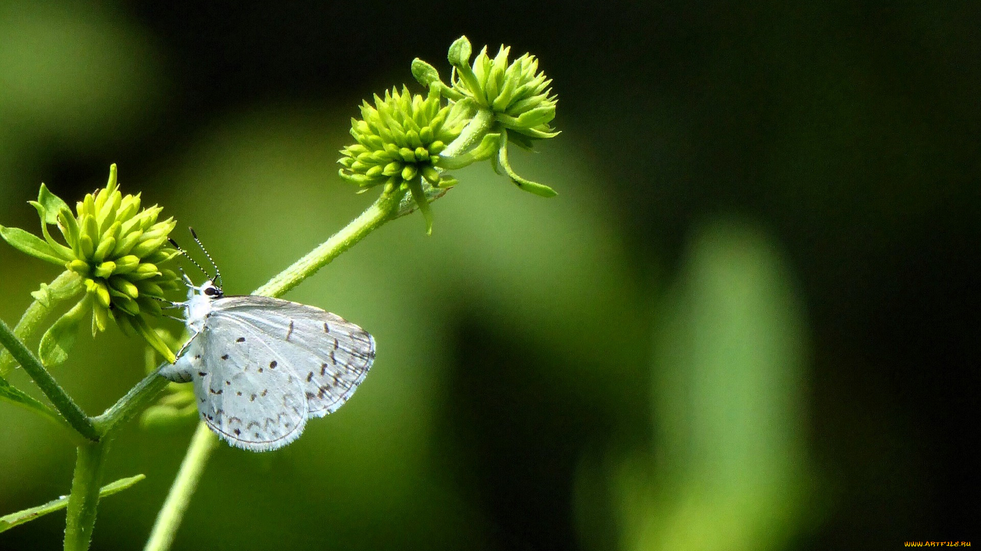 животные, бабочки, , мотыльки, , моли, бабочка, растение