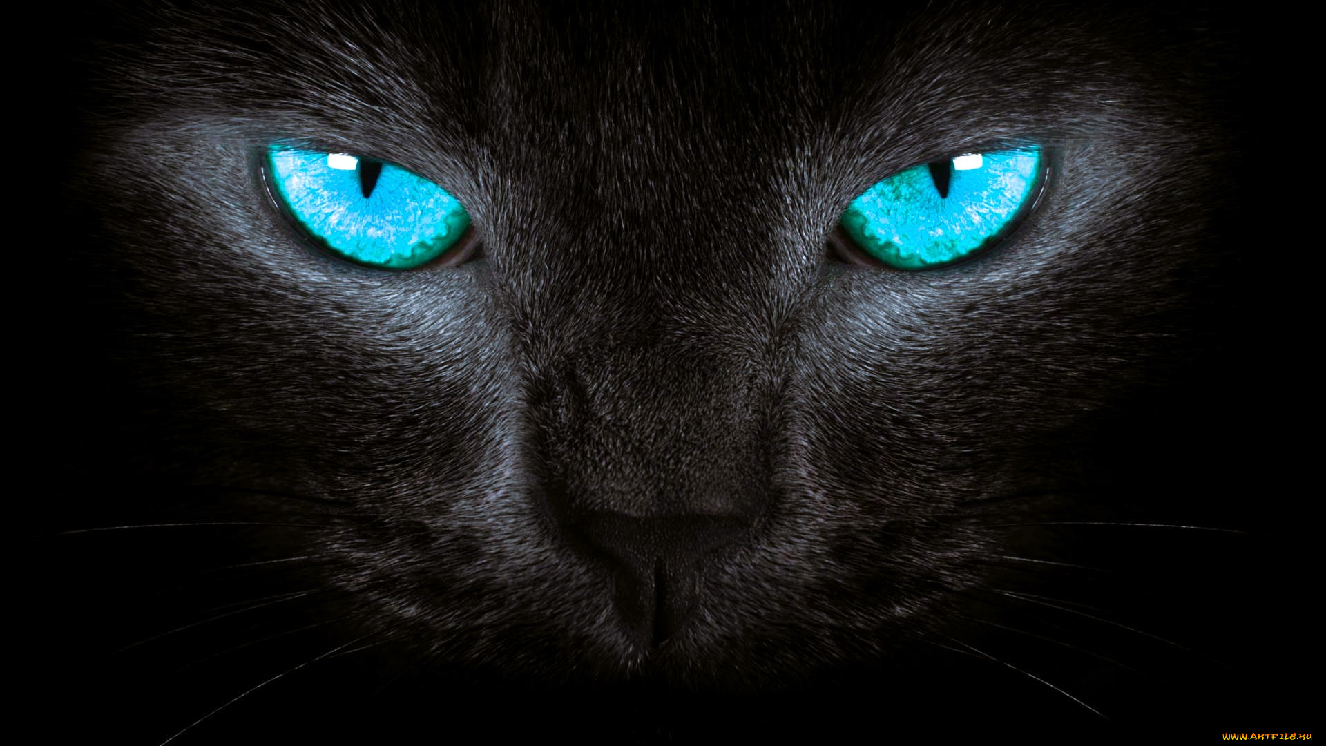 животные, коты, кот, глаза, черный