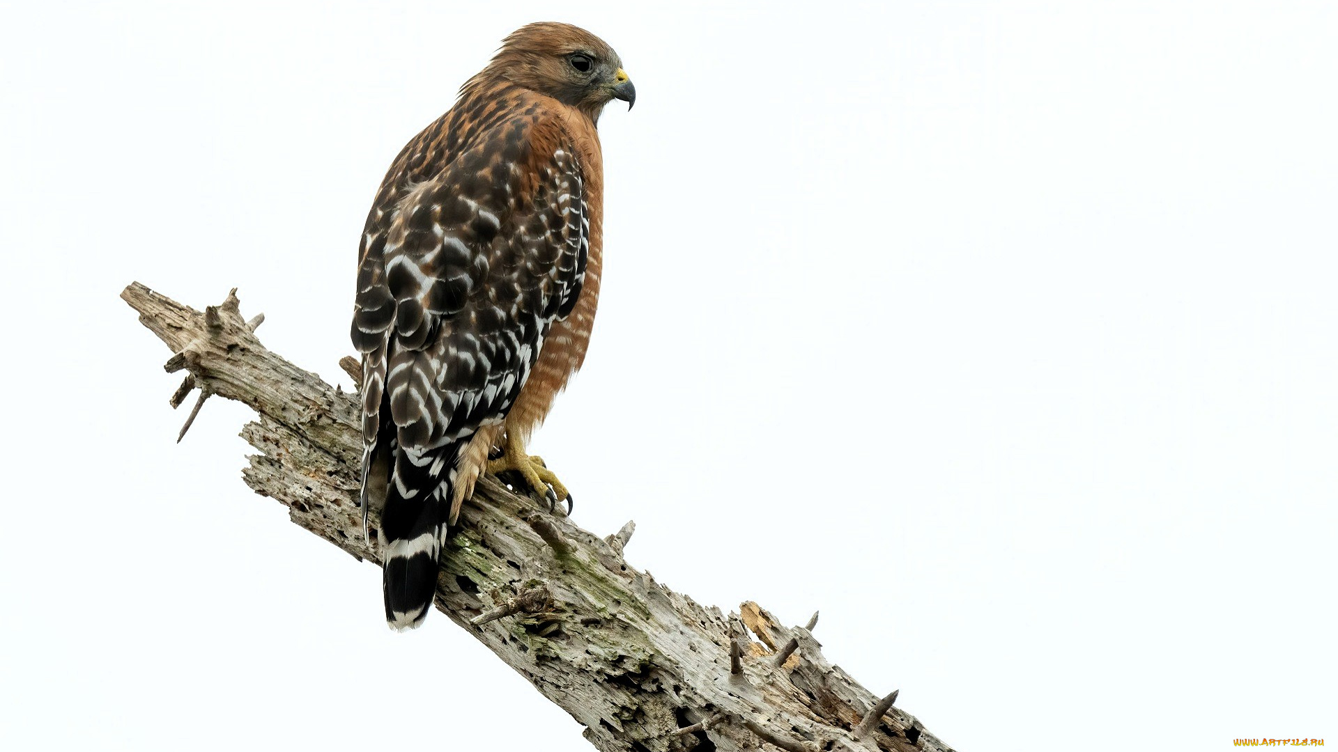животные, птицы, -, хищники, птица, коршун, ветка