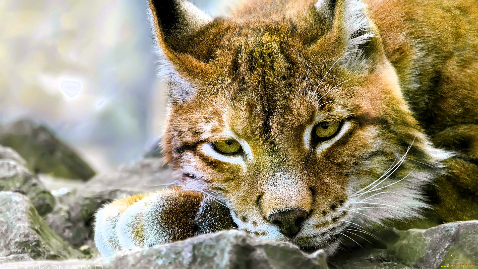 животные, рыси, рысь, голова, камни