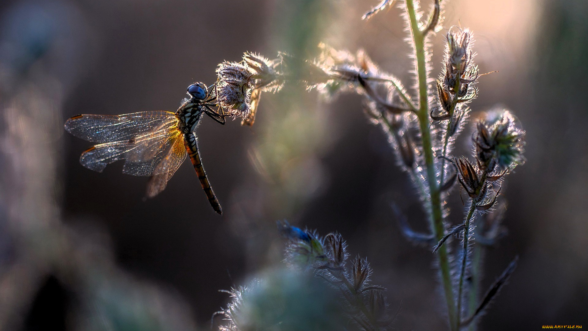 животные, стрекозы, стрекоза, растения, цветы